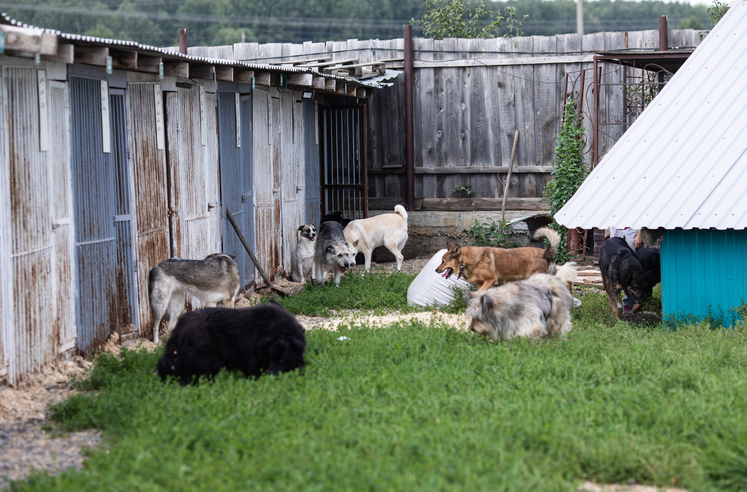 Приют — Наш дом. Репортажный и свадебный фотограф в Челябинске Елисеев Павел