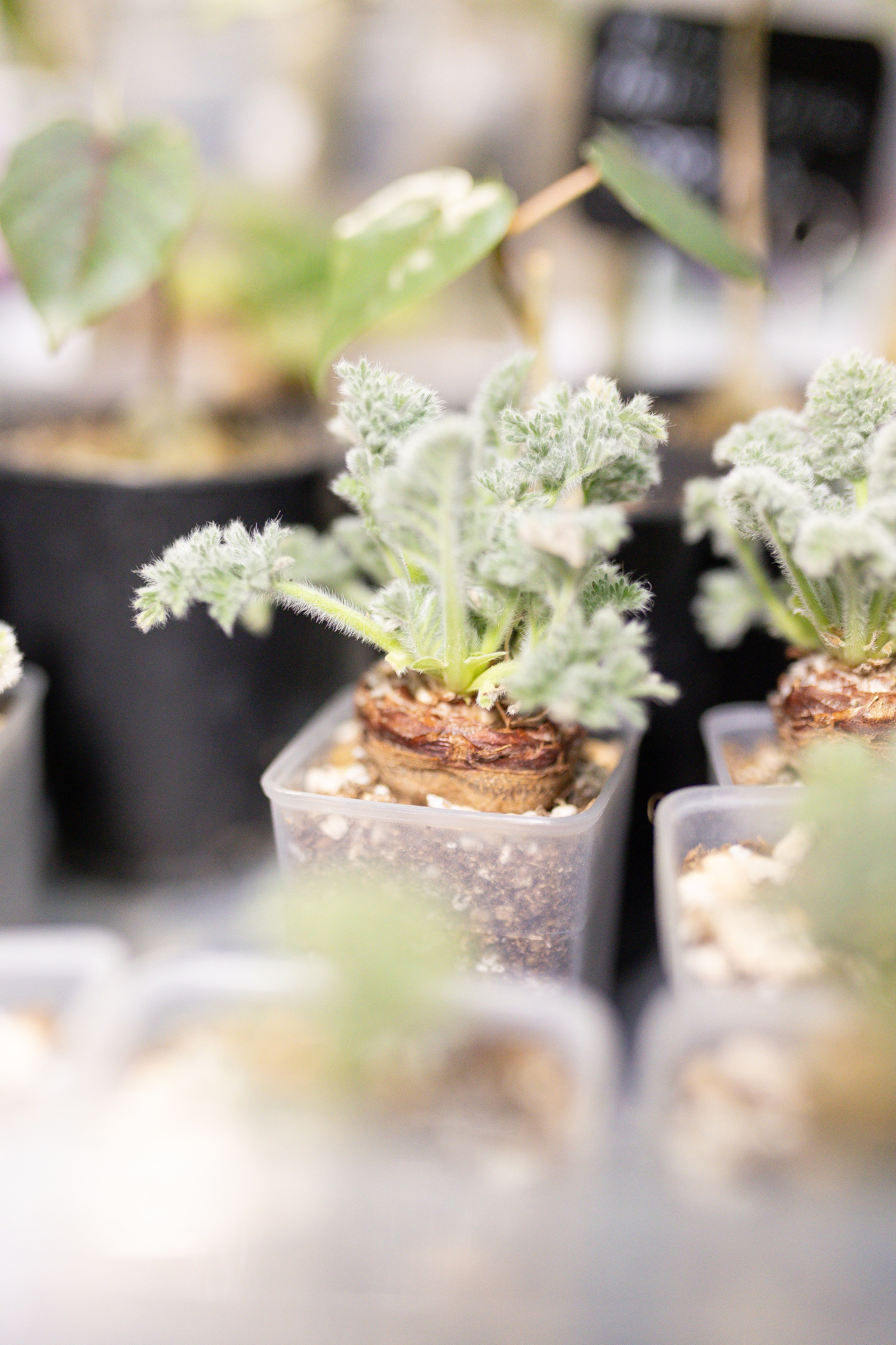 Орхидиум 12.2025. Александра Куликова фотограф, Москва