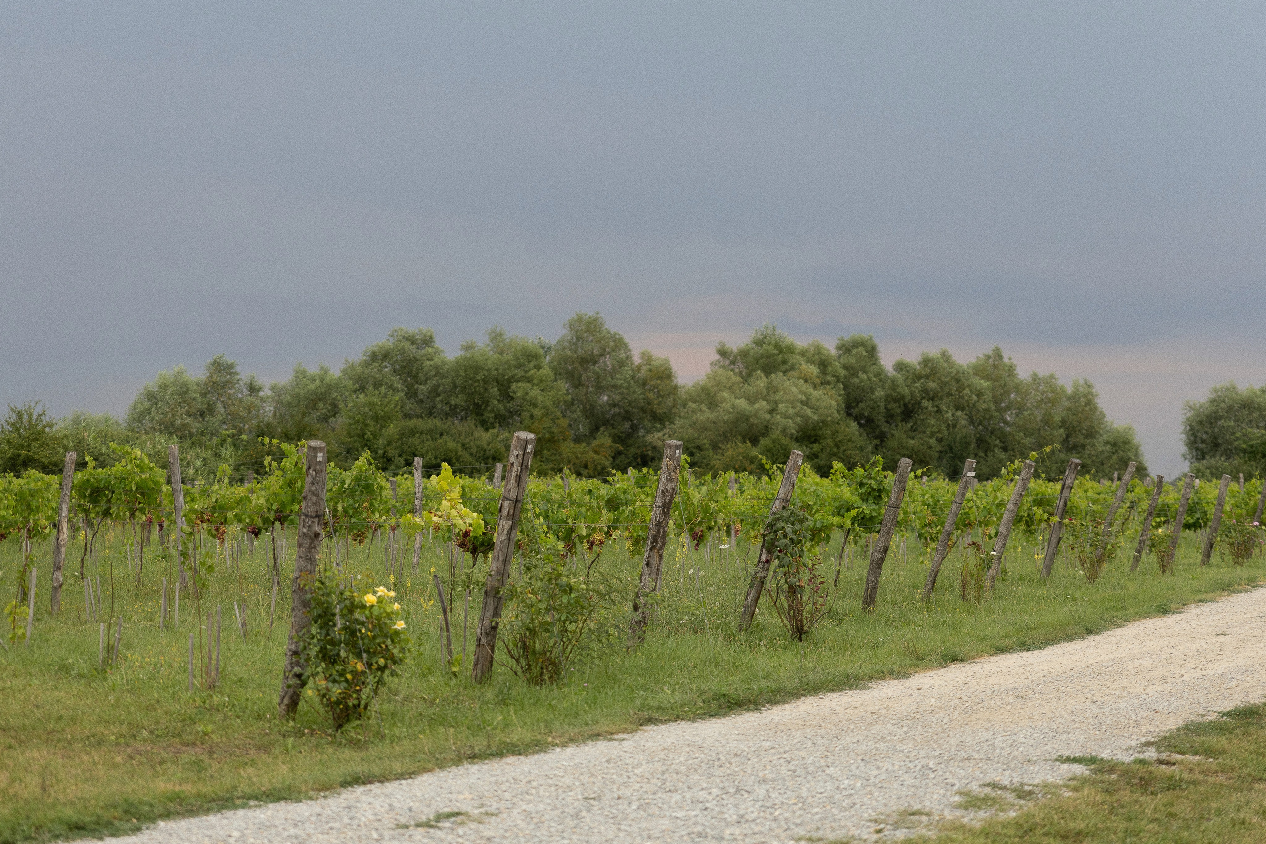 Владислав и Наталья. Свадебный фотограф