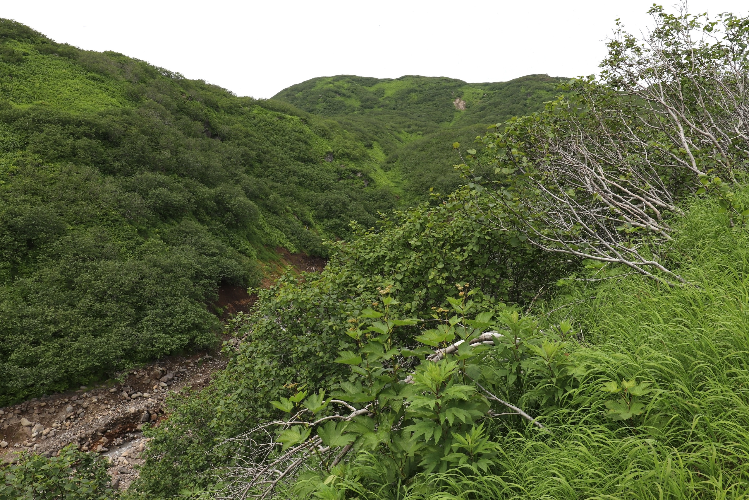 Камчатка и о. Парамушир. Июль 2024. Путешественник-фотограф из Санкт-Петербурга Татьяна Свистулина