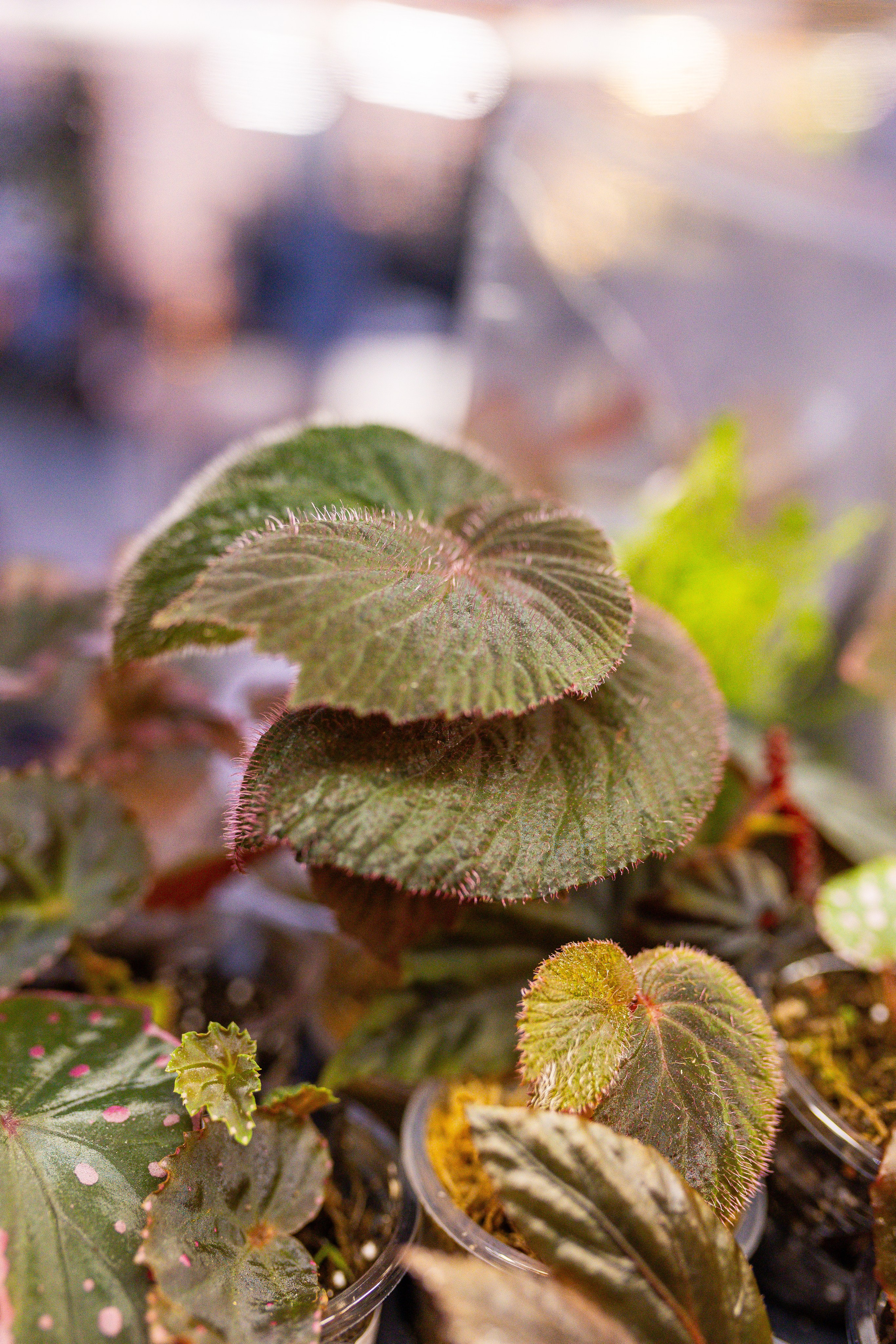 Орхидиум 12.2025. Александра Куликова фотограф, Москва