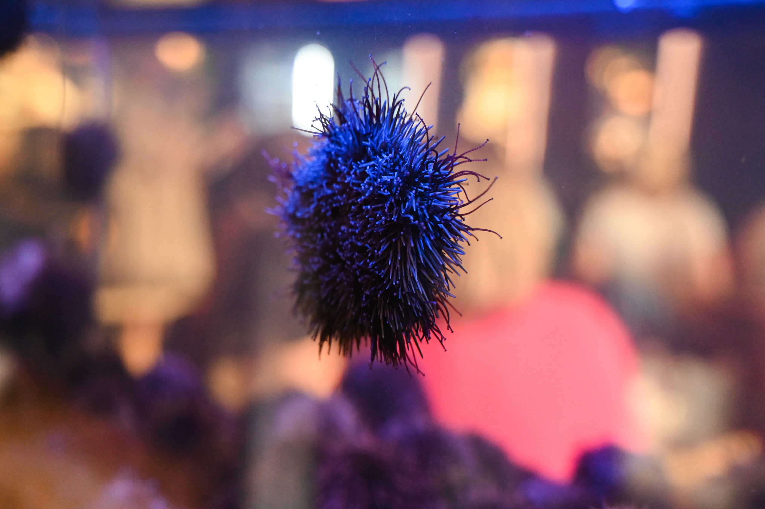 Репортажная съемка игры «Квиз» в Москве