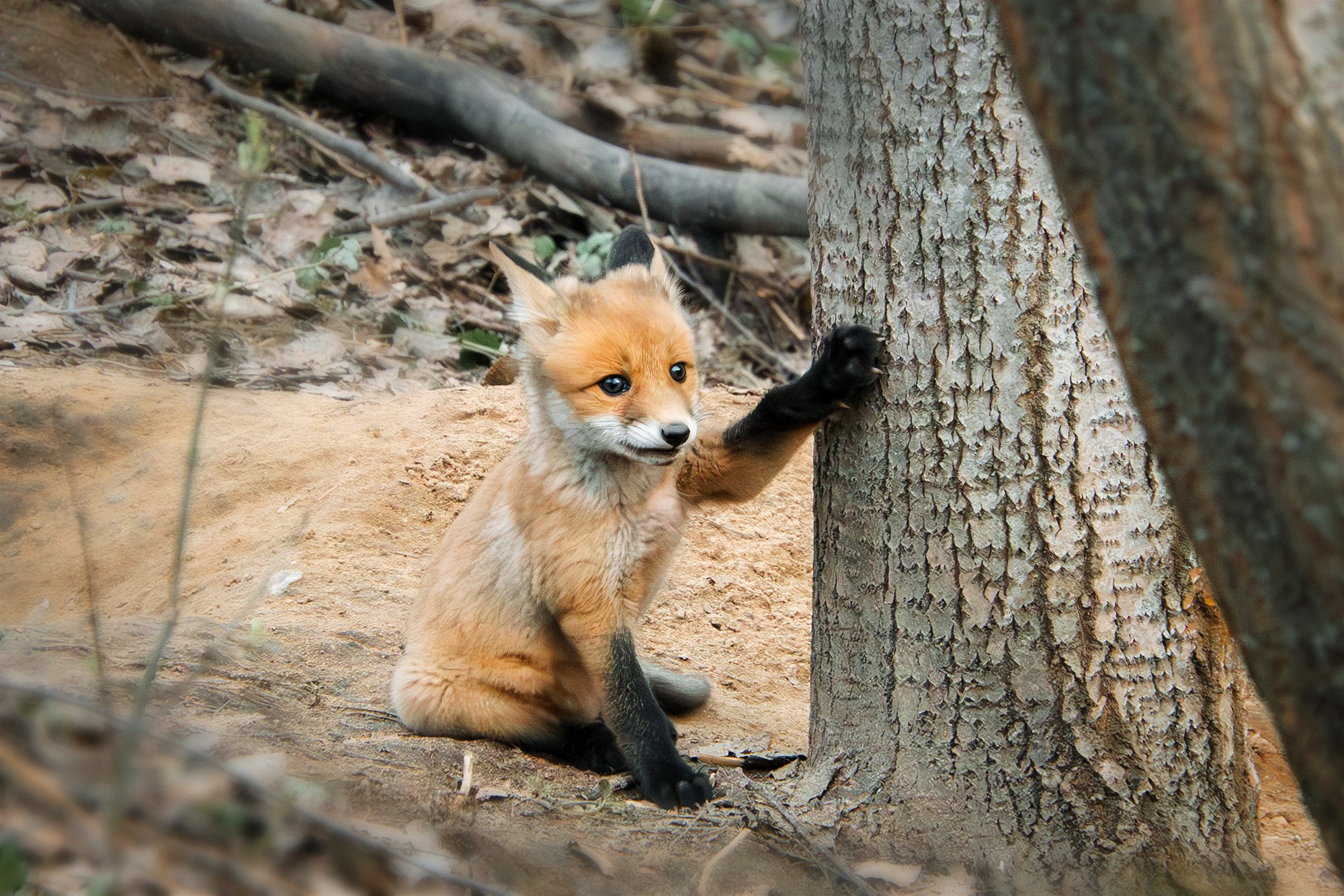 Животные. Ваш личный фотограф Марина Волкова