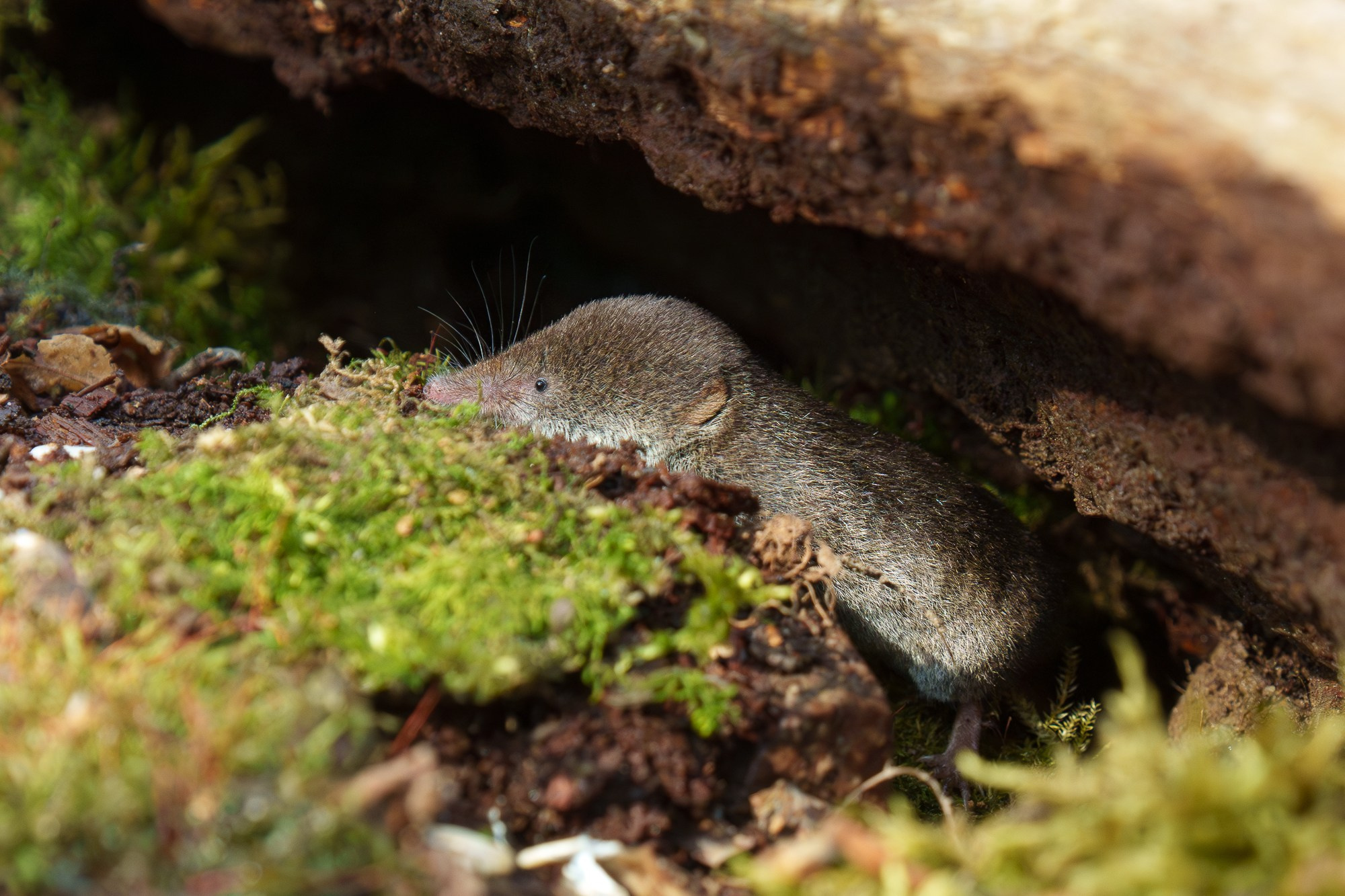 Животные. Ваш личный фотограф Марина Волкова