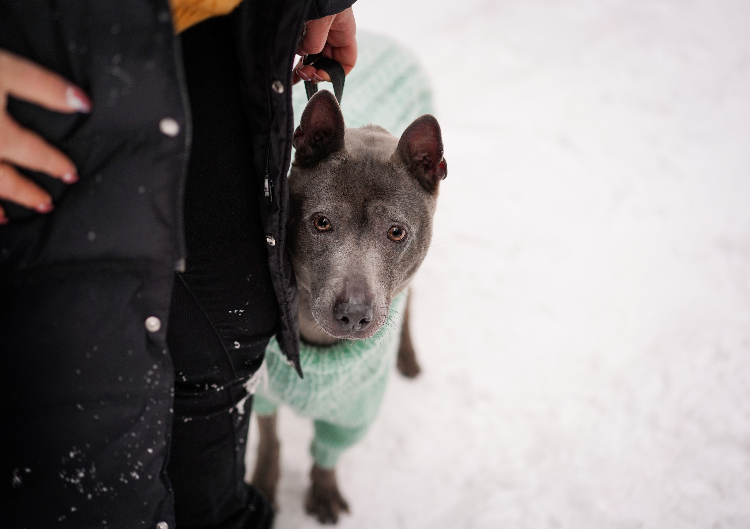 Даша Илья Вениамина и Мэдиссон. Фотограф-анималист в Санкт-Петербурге Яна Мартынова
