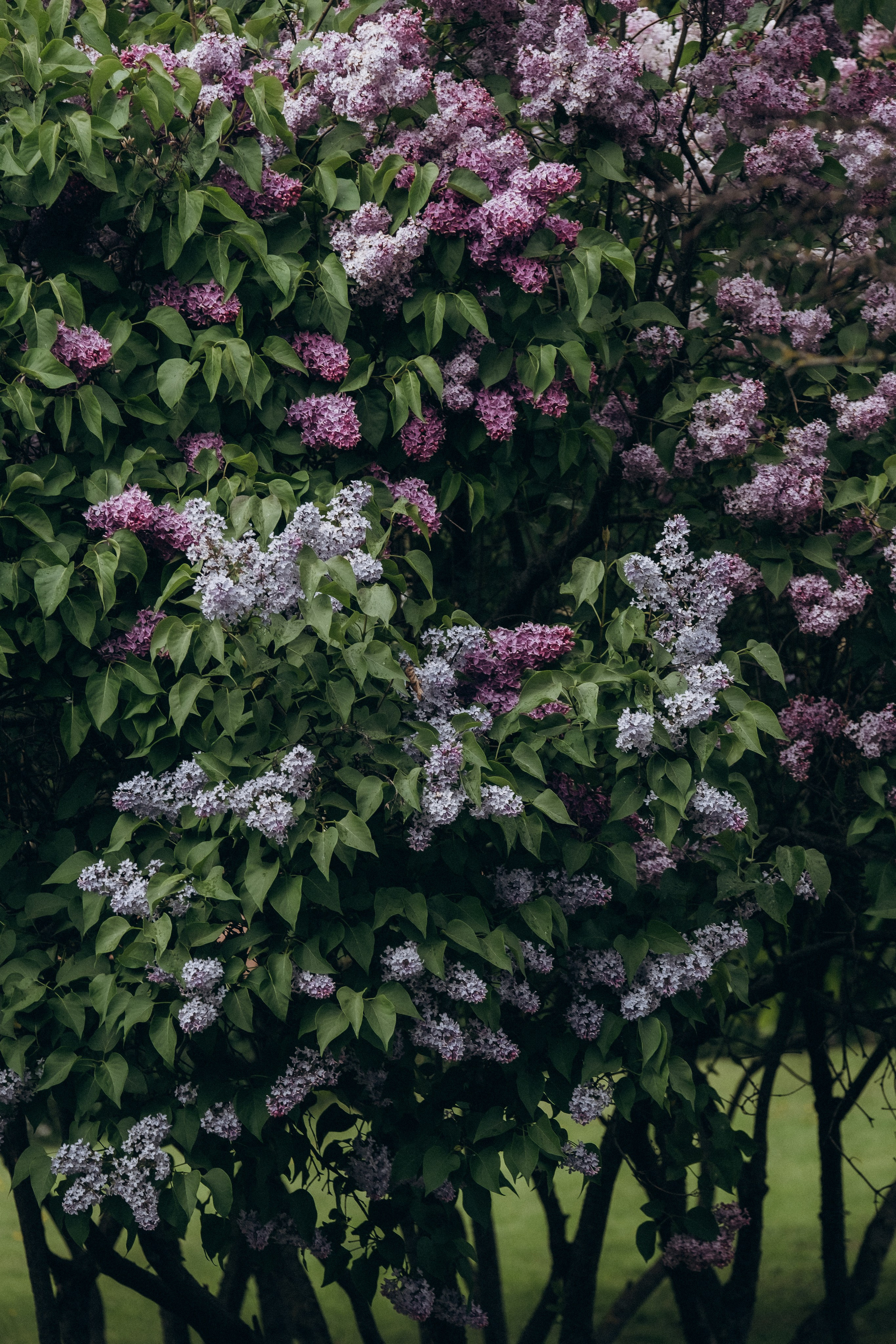 ПРОГУЛКА В МИНСКЕ. Профессиональный фотограф, Санкт-Петербург — Виктория Богомолова