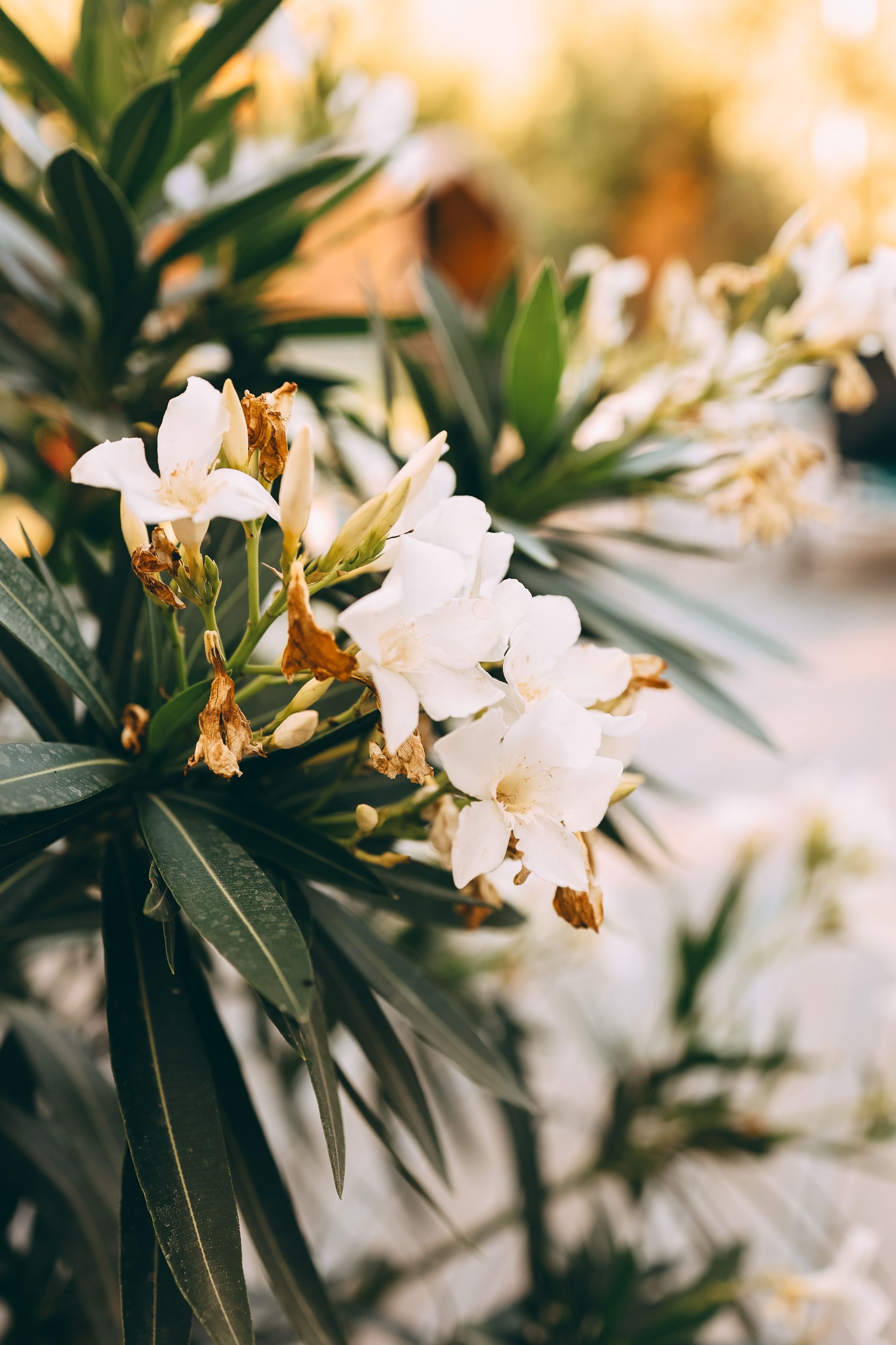 Семья Савелия и Тимофея. Свадебный и семейный фотограф в Воронеже Ксения Воротникова