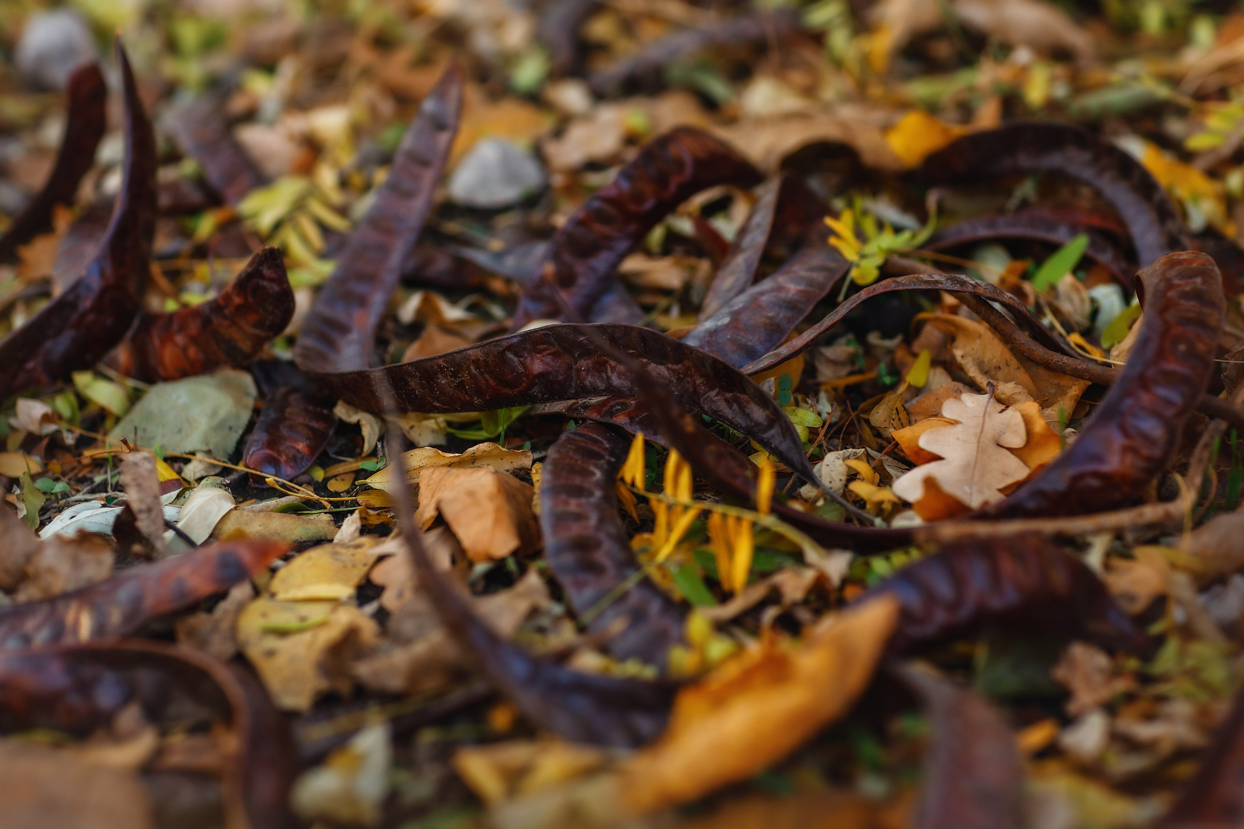 Проект «366»|2024|Фото каждый день. LENA GRACE photographer ||ЛЕНА ГРЭЙС фотограф