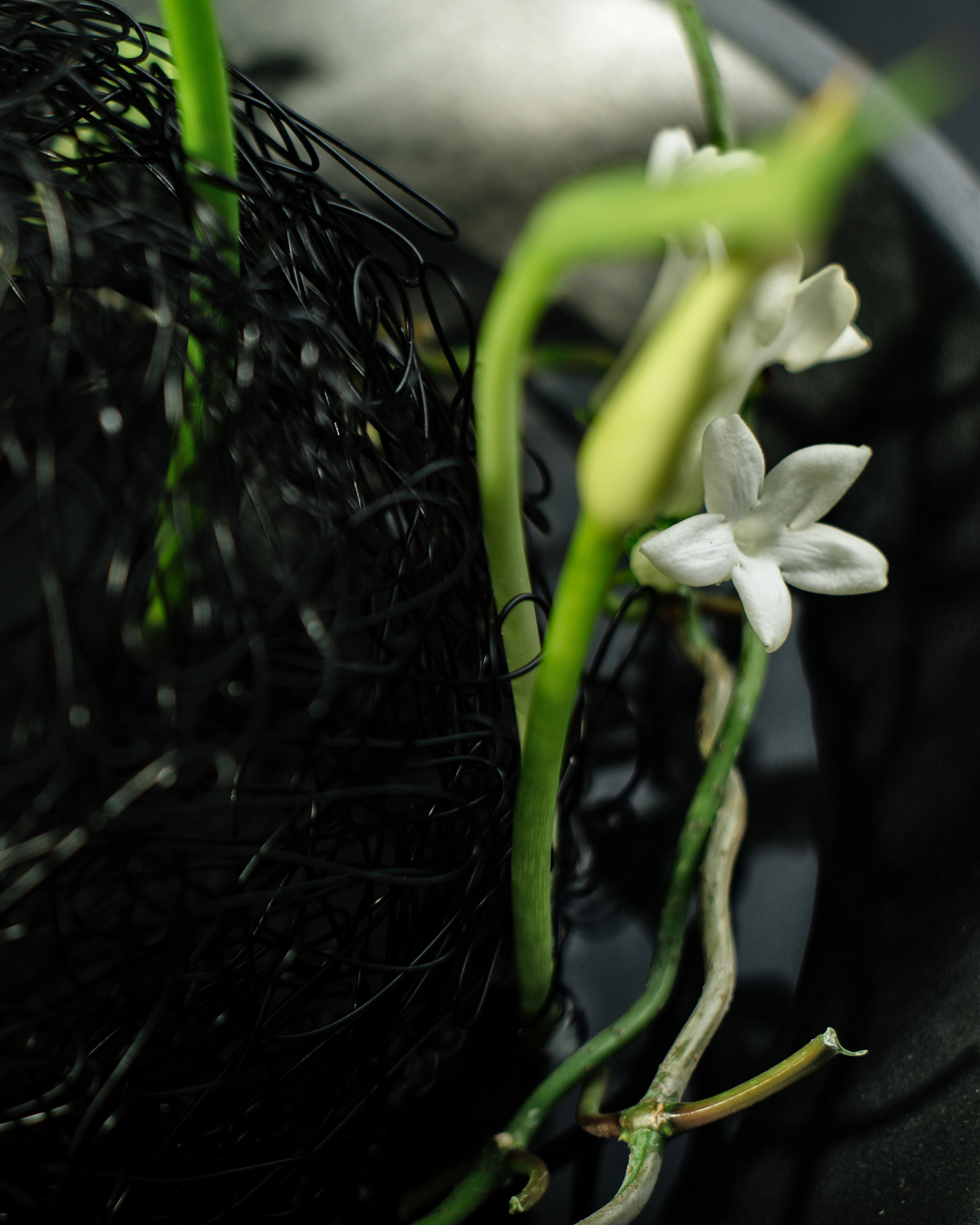 Denis. Lena Sorokina photographer, Astana, Kazakhstan