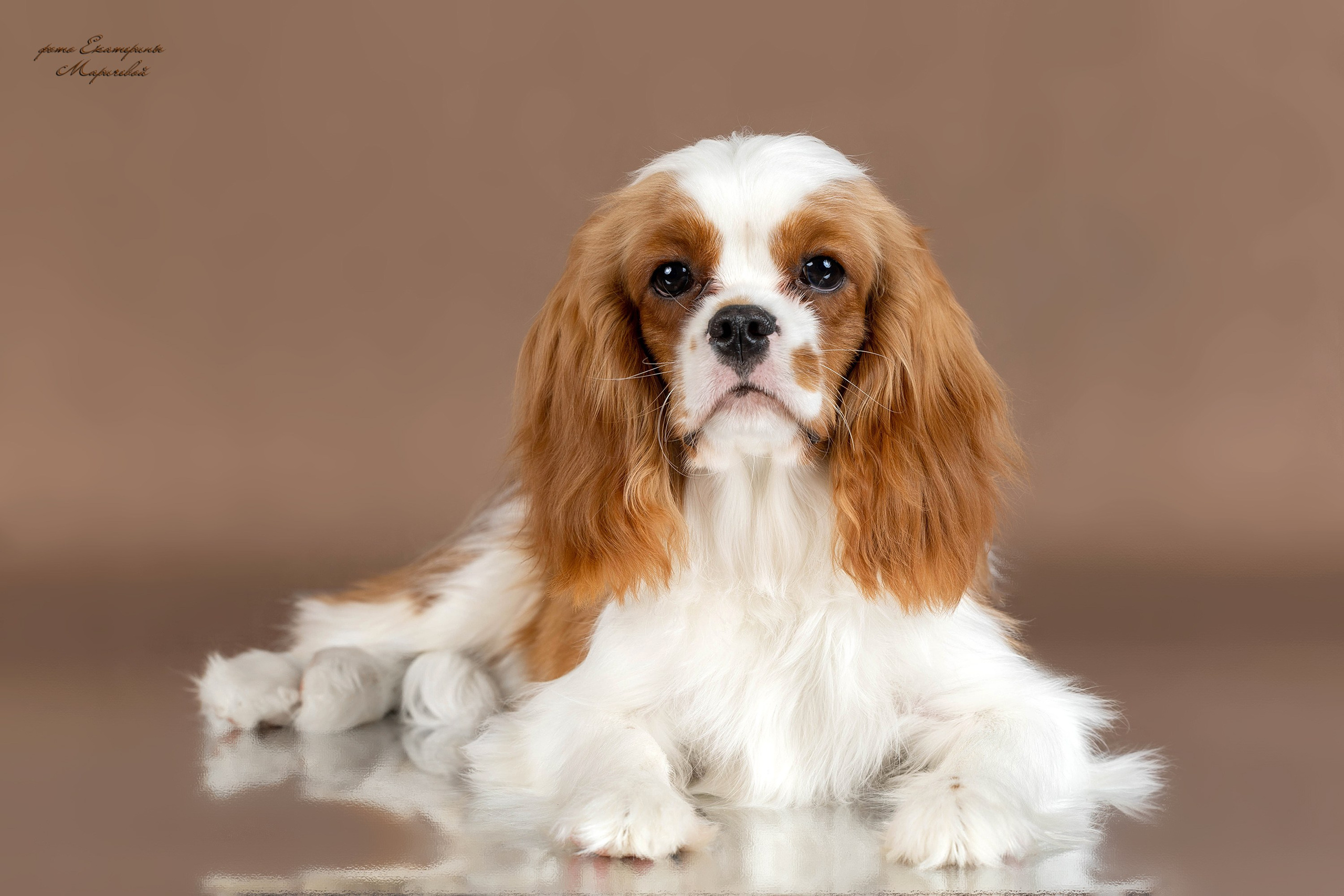 Стендовая съёмка на выставках собак. Фотограф-анималист в Омске Екатерина Маричева