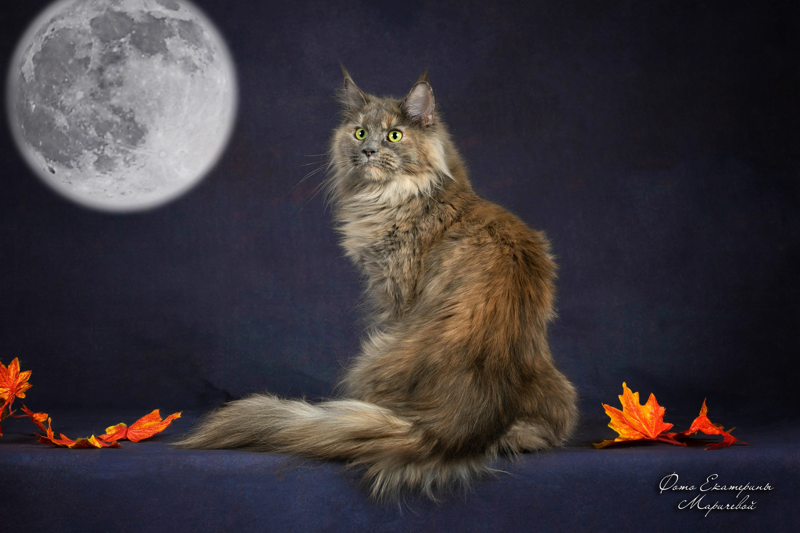 Стендовая съёмка на выставках кошек. Фотограф-анималист в Омске Екатерина Маричева