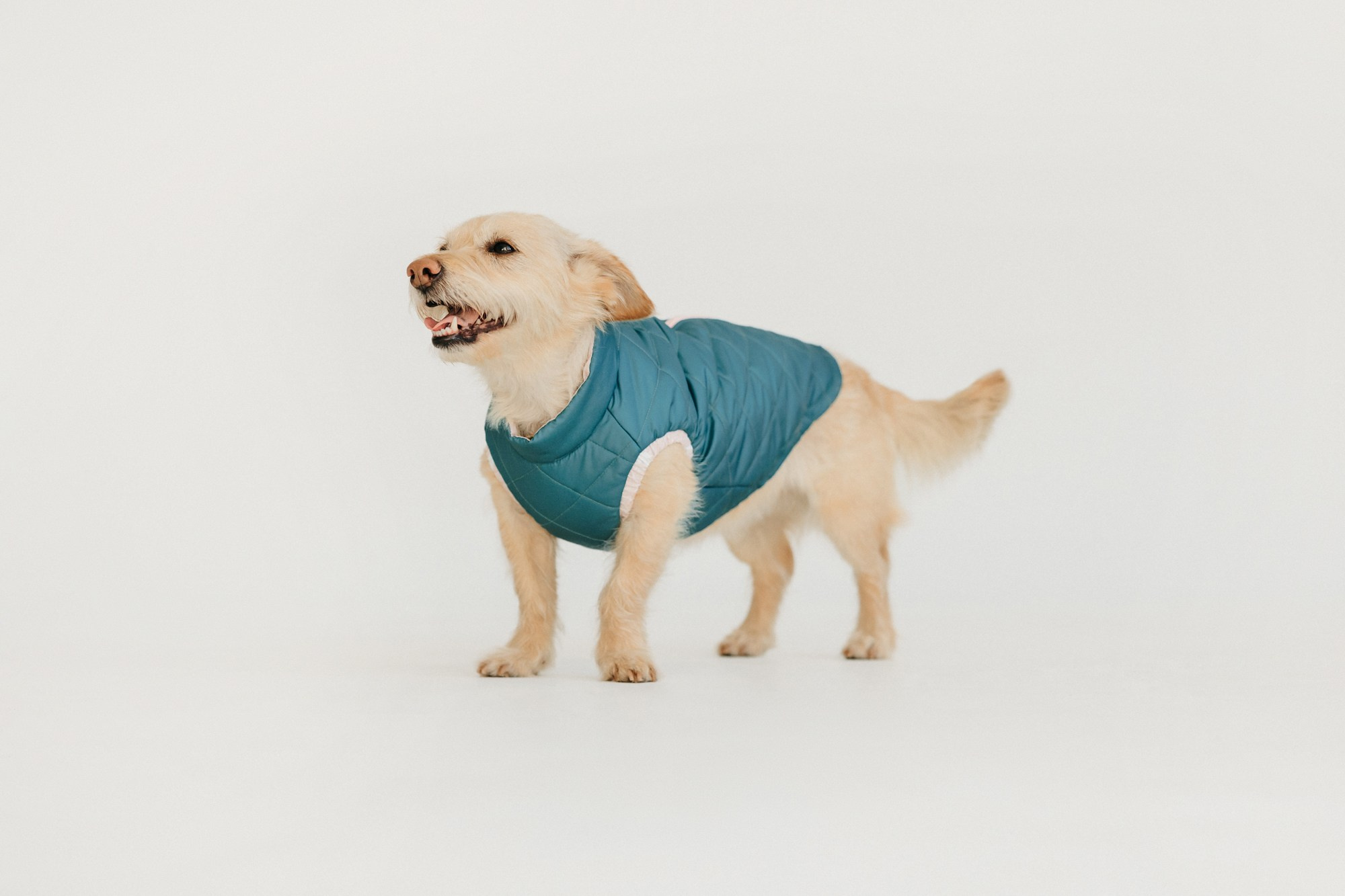 Одежда Lapa`s brand. Фотограф-анималист Елена Радченко, Москва