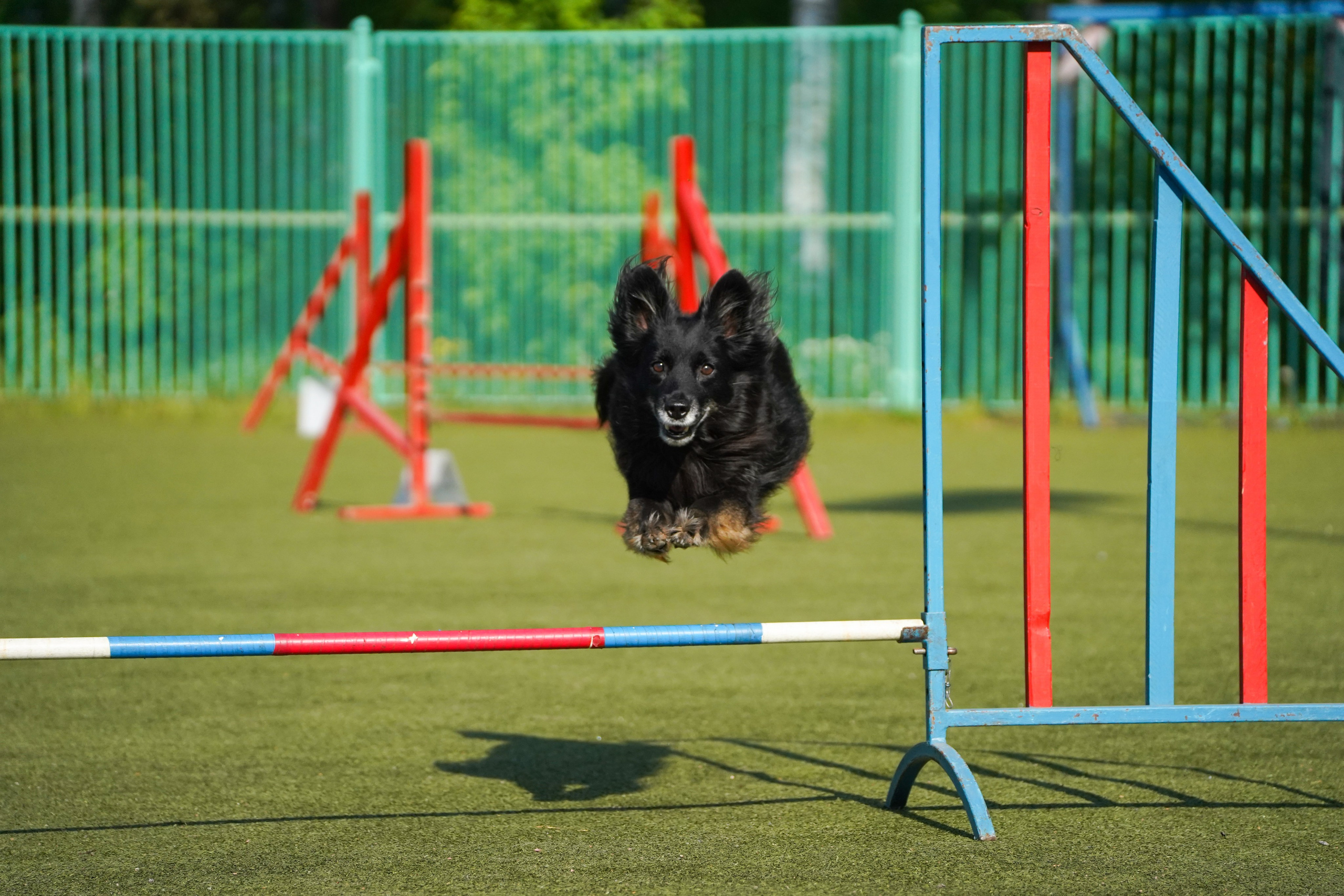 Аджилити 25.05.24, Санкт-Петербург. Фотограф-анималист Анастасия Большакова