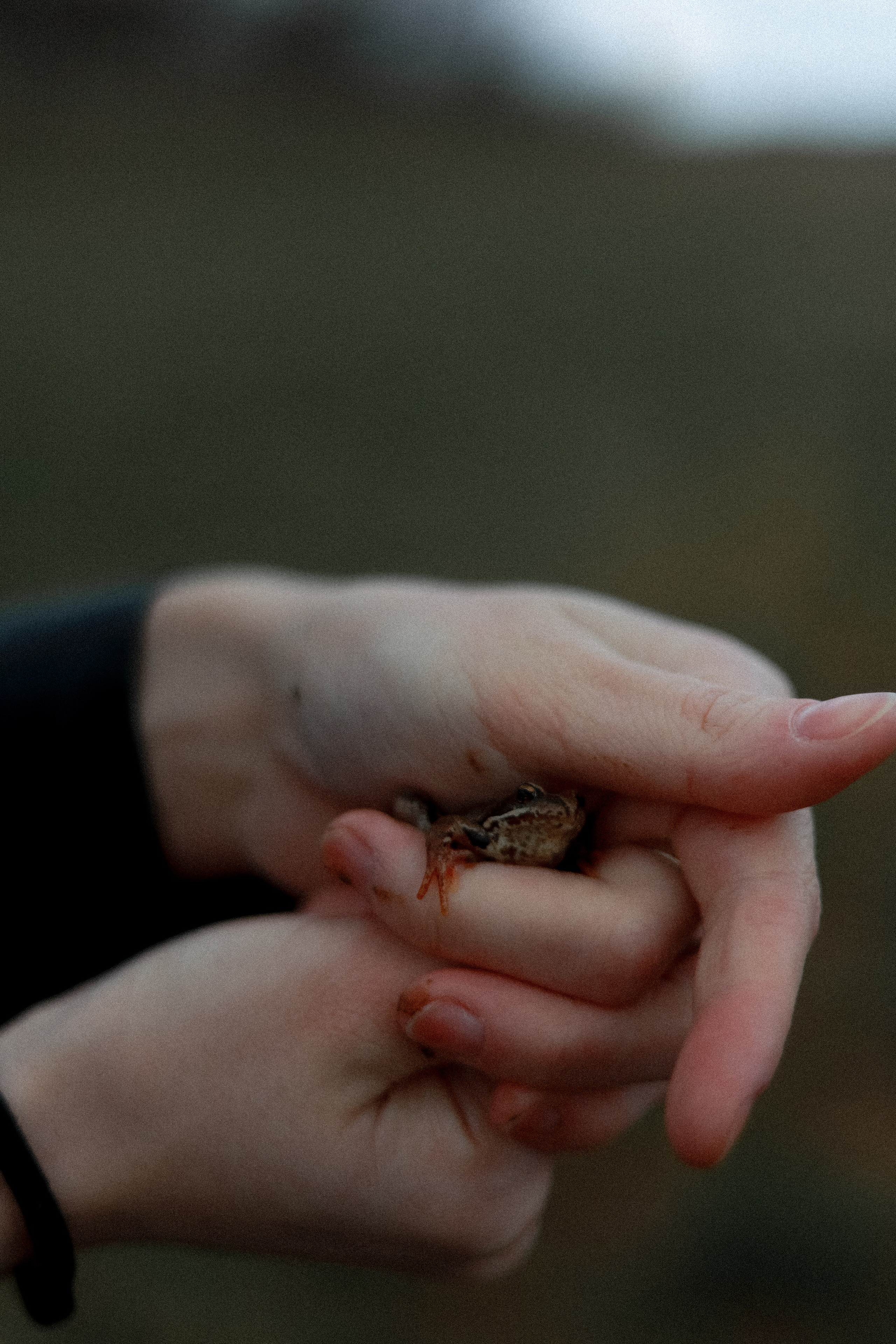 Осень осень. Фотограф НатаФото (Наталья Яковенко) Дмитров Москва Питер