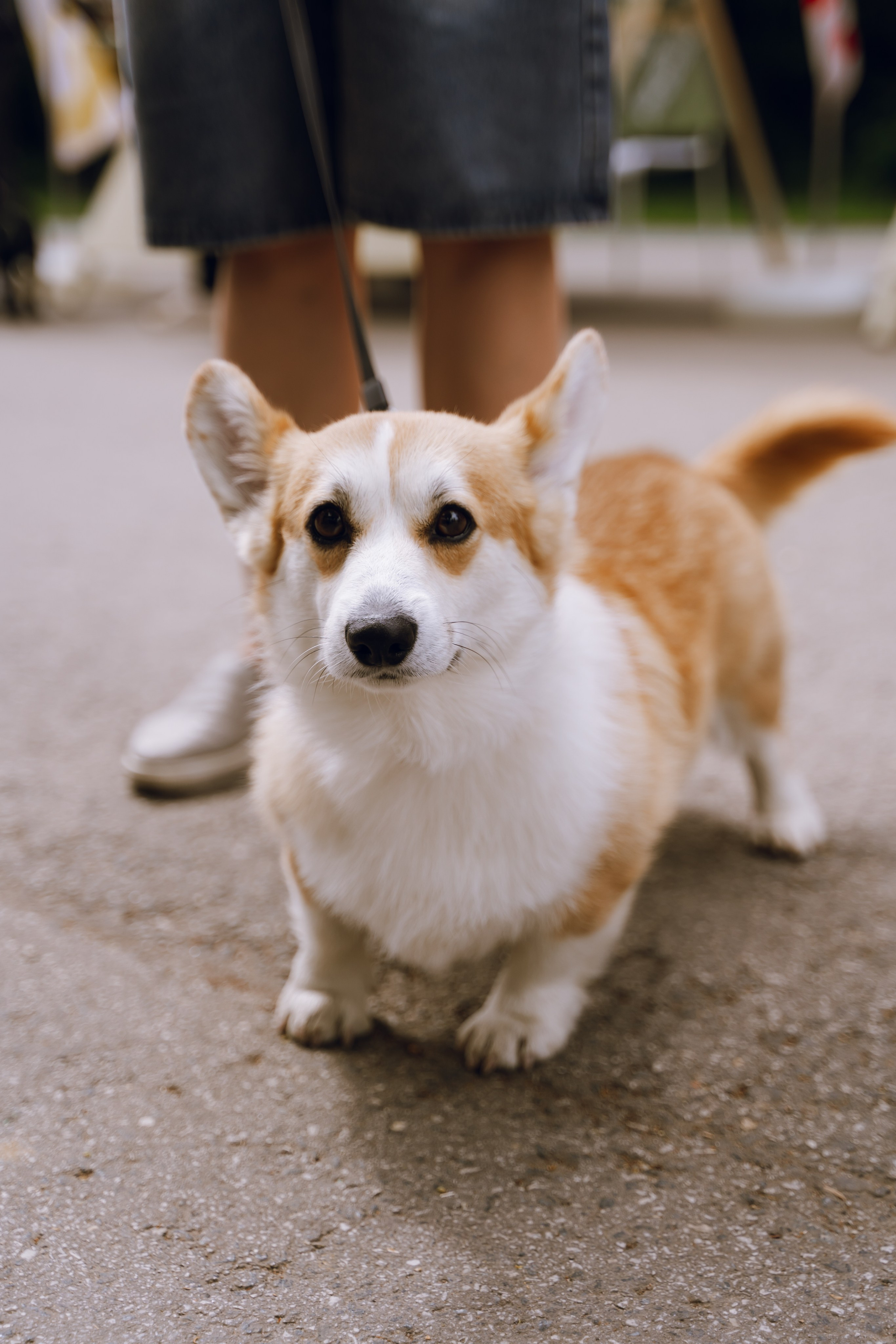 Площадка фестиваля «Мампус и его друзья» в Лесопарке 2025. Фотограф Надежда Погребняк | Рязань | Москва