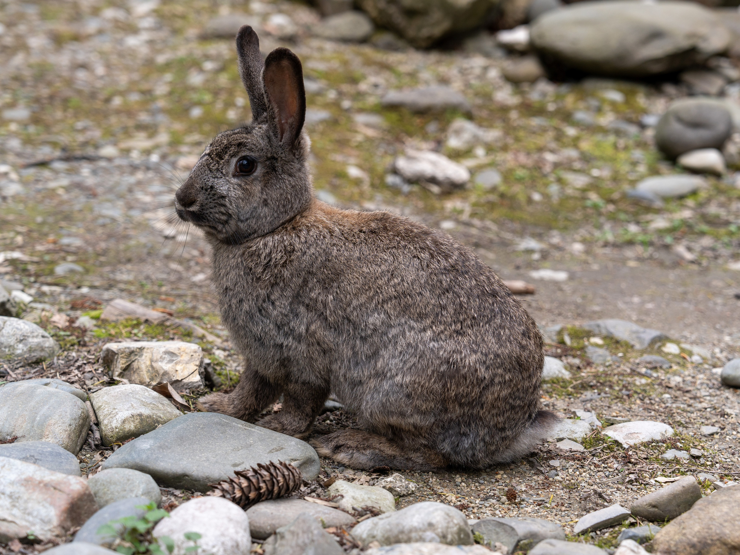 MICE мероприятие — джиппинг на каньон Псахо. Репортажный фотограф в Красной Поляне и Сочи Павлюченко Екатерина