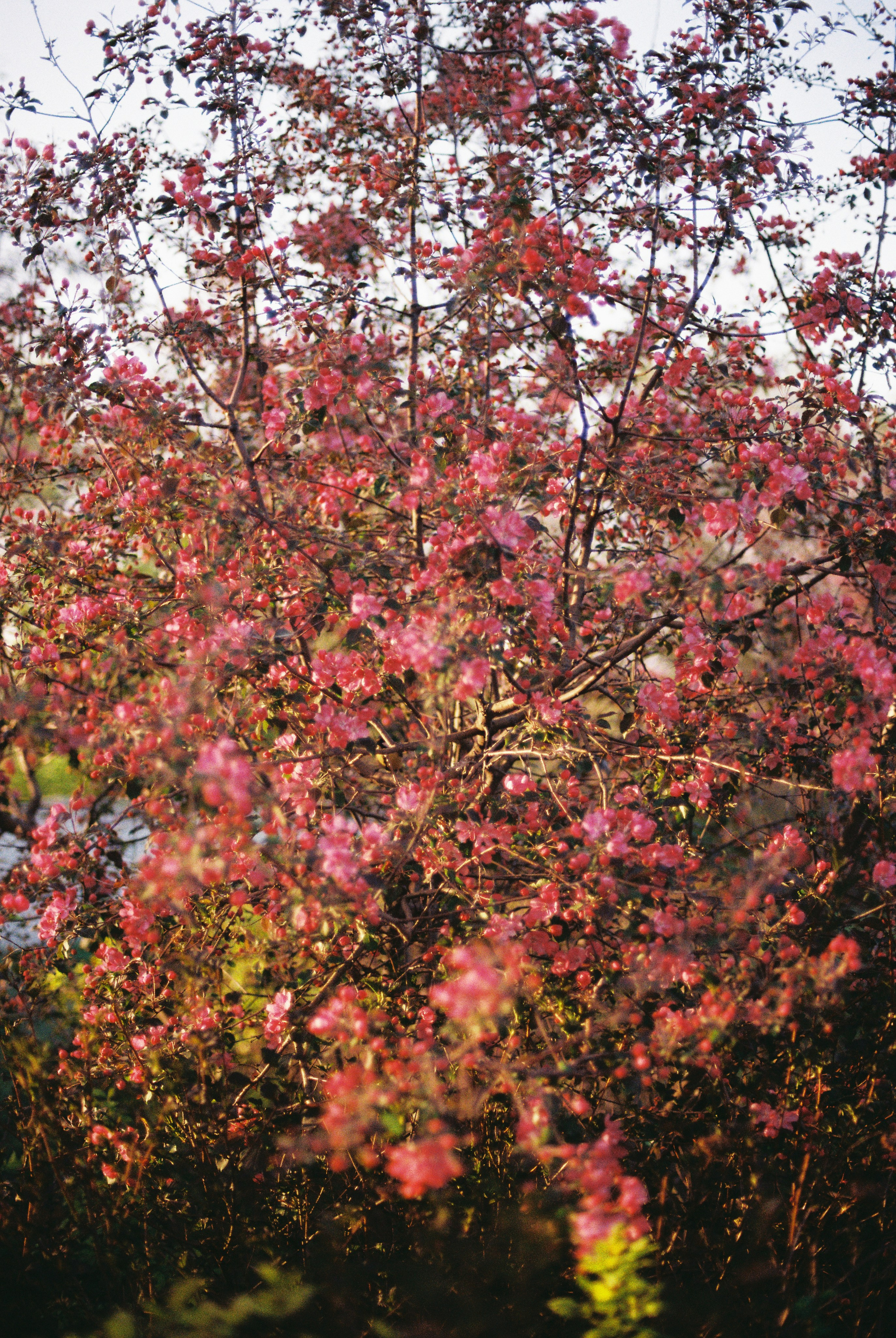 Ботанический сад, апрель 2026. Репортажный и портретный фотограф в Алматы — Дарья Фёдорова