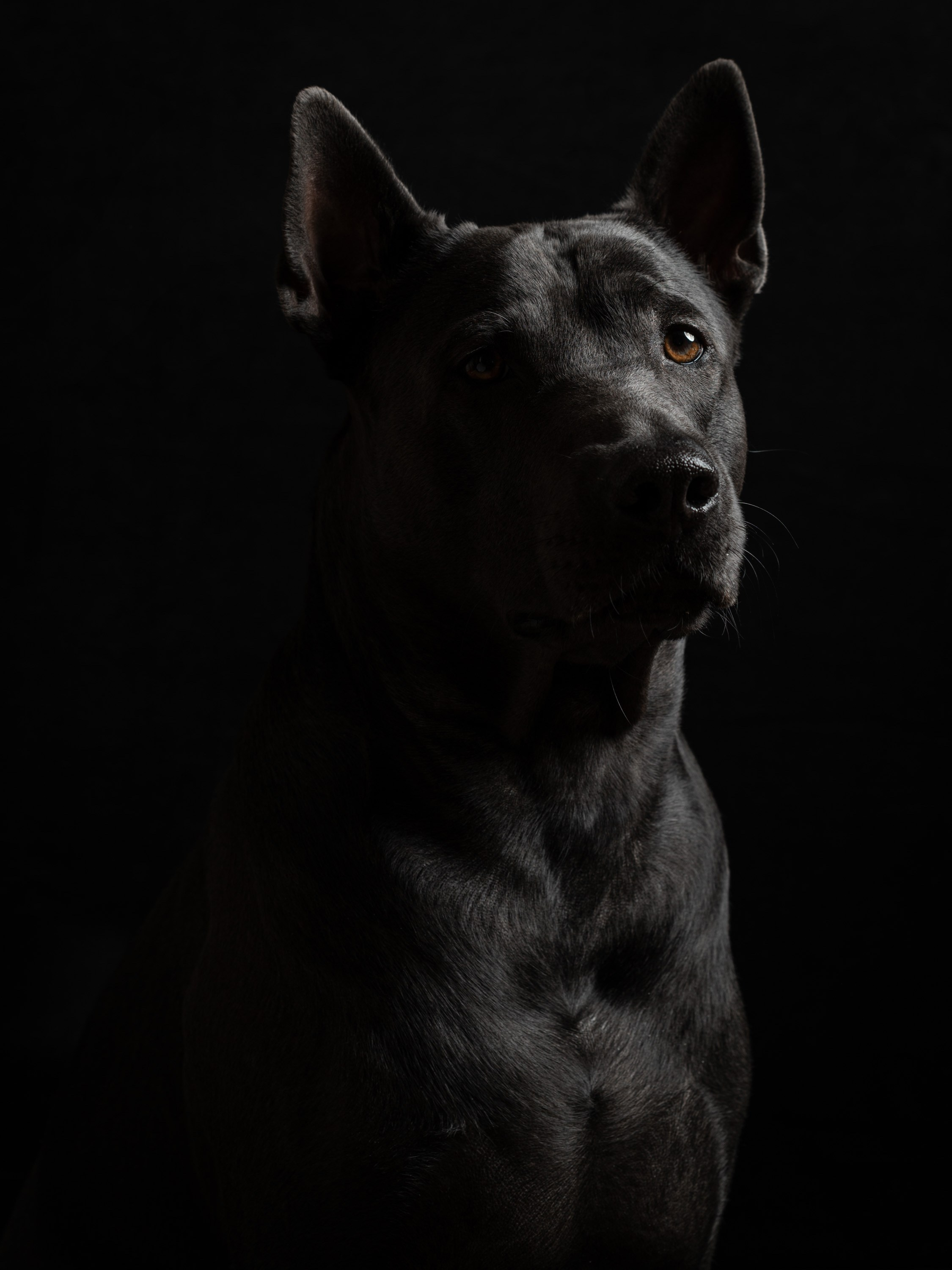Адам | тайский риджбек. Alexandrovna photography
