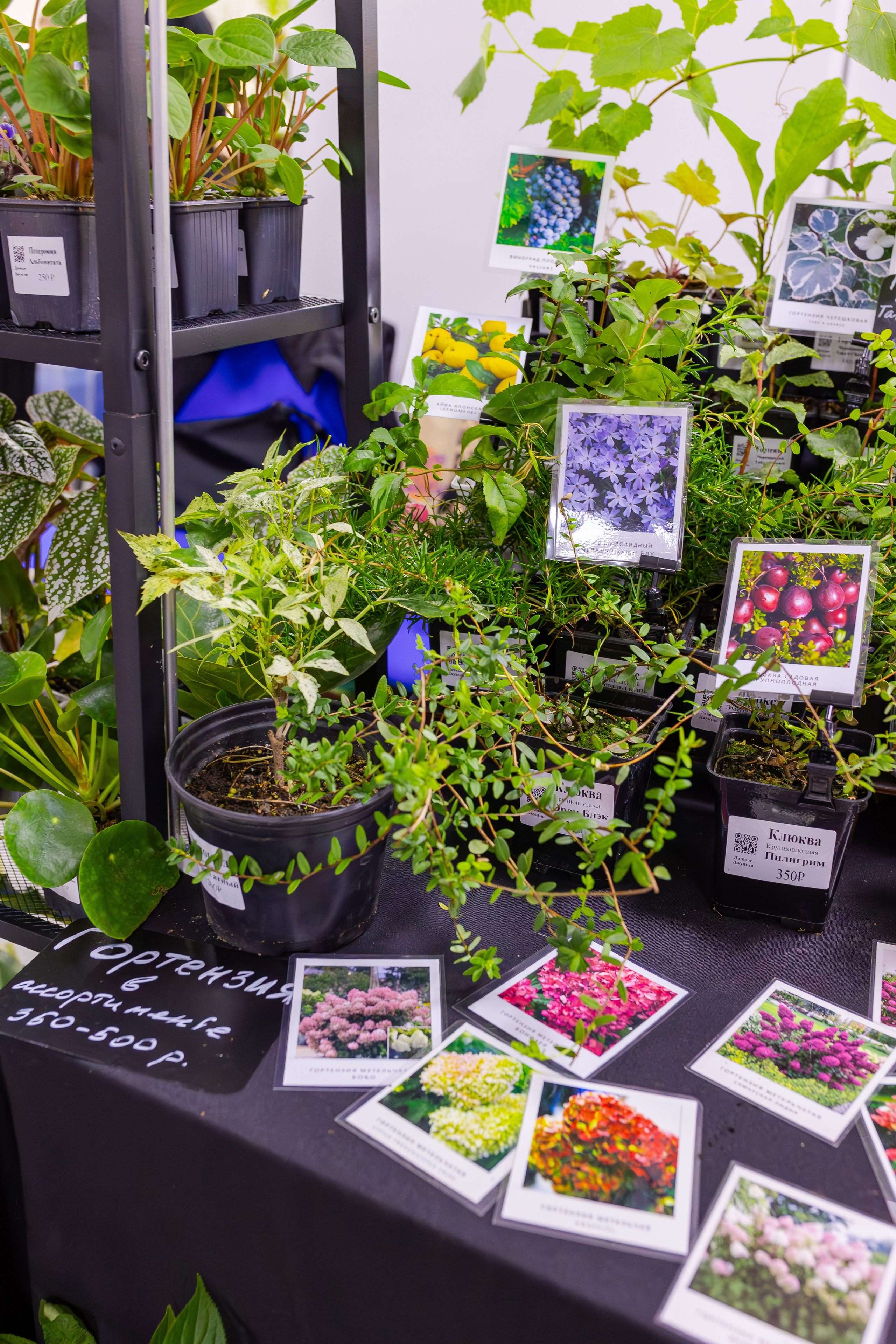 Орхидиум сентябрь 2025. Александра Куликова фотограф, Москва