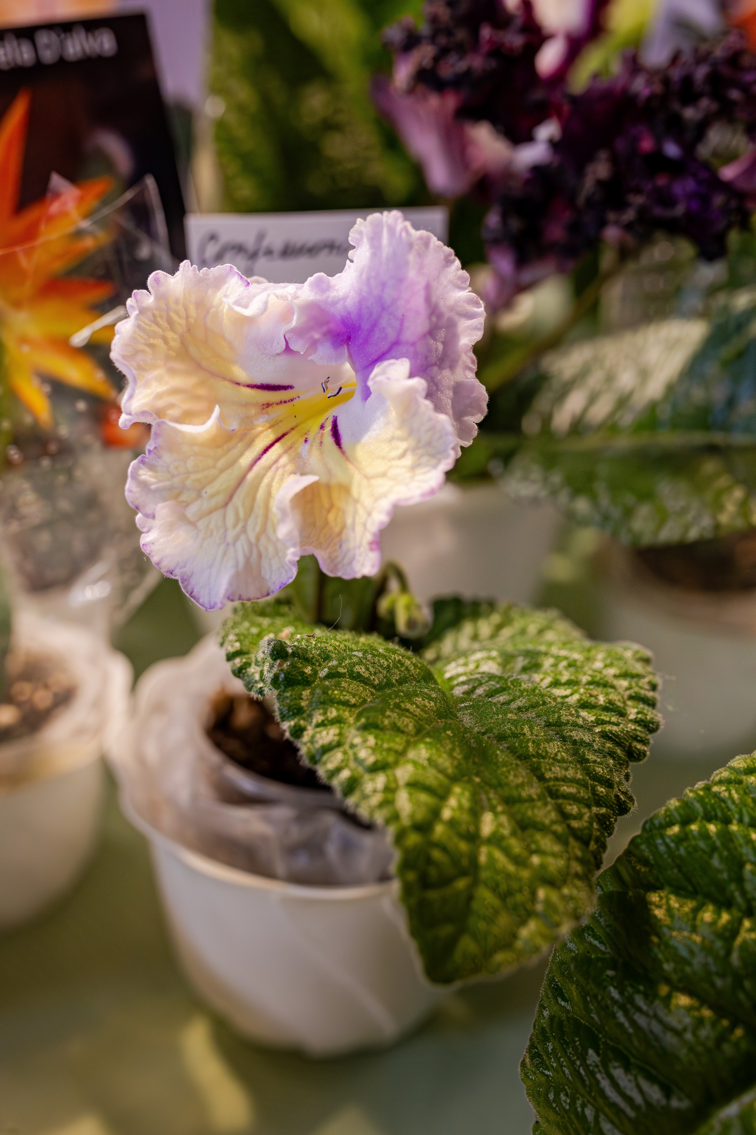 Growbox 1–2 марта. Александра Куликова фотограф, Москва