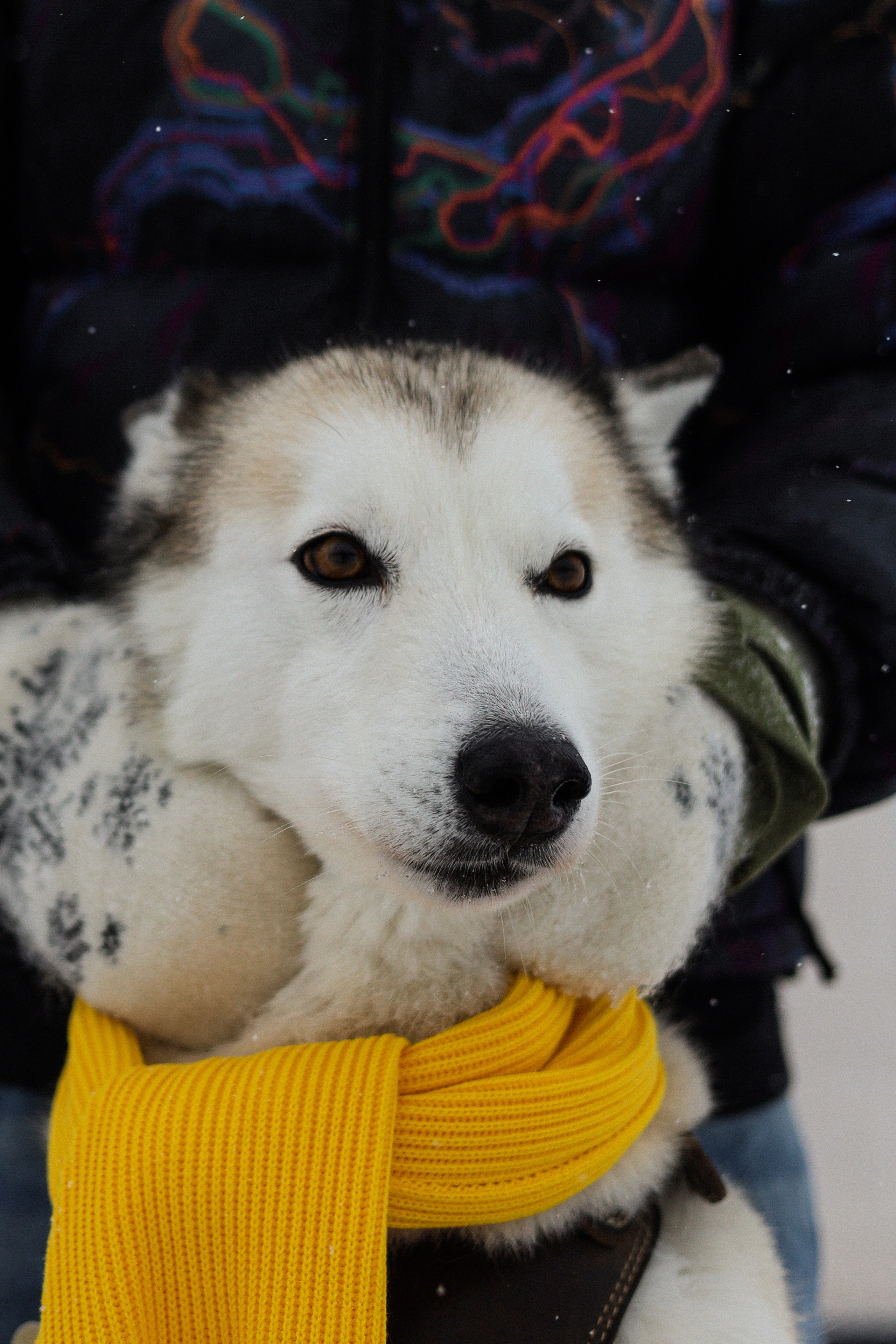 Мила, Лиза и Матвей. Фотограф-анималист Ксения Шевцова|Москва