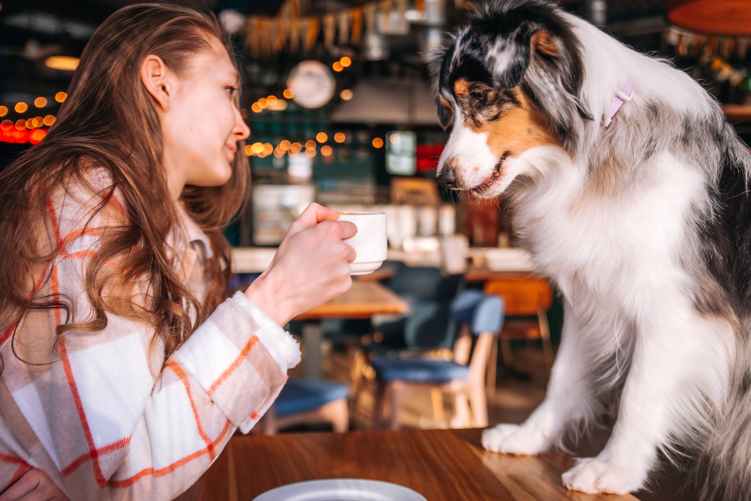 Лиза и Харли в кафе. Главная