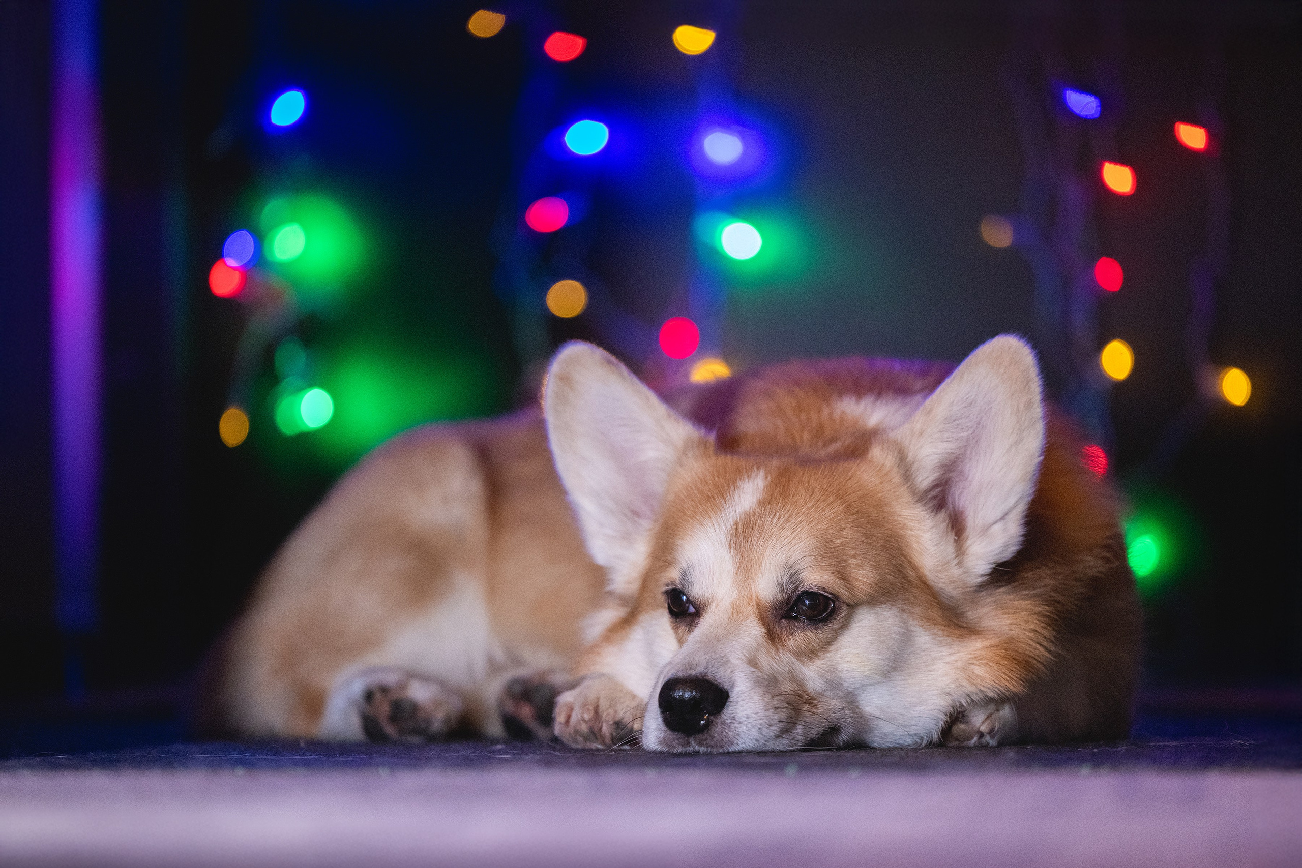 Фотограф Алена Звездина