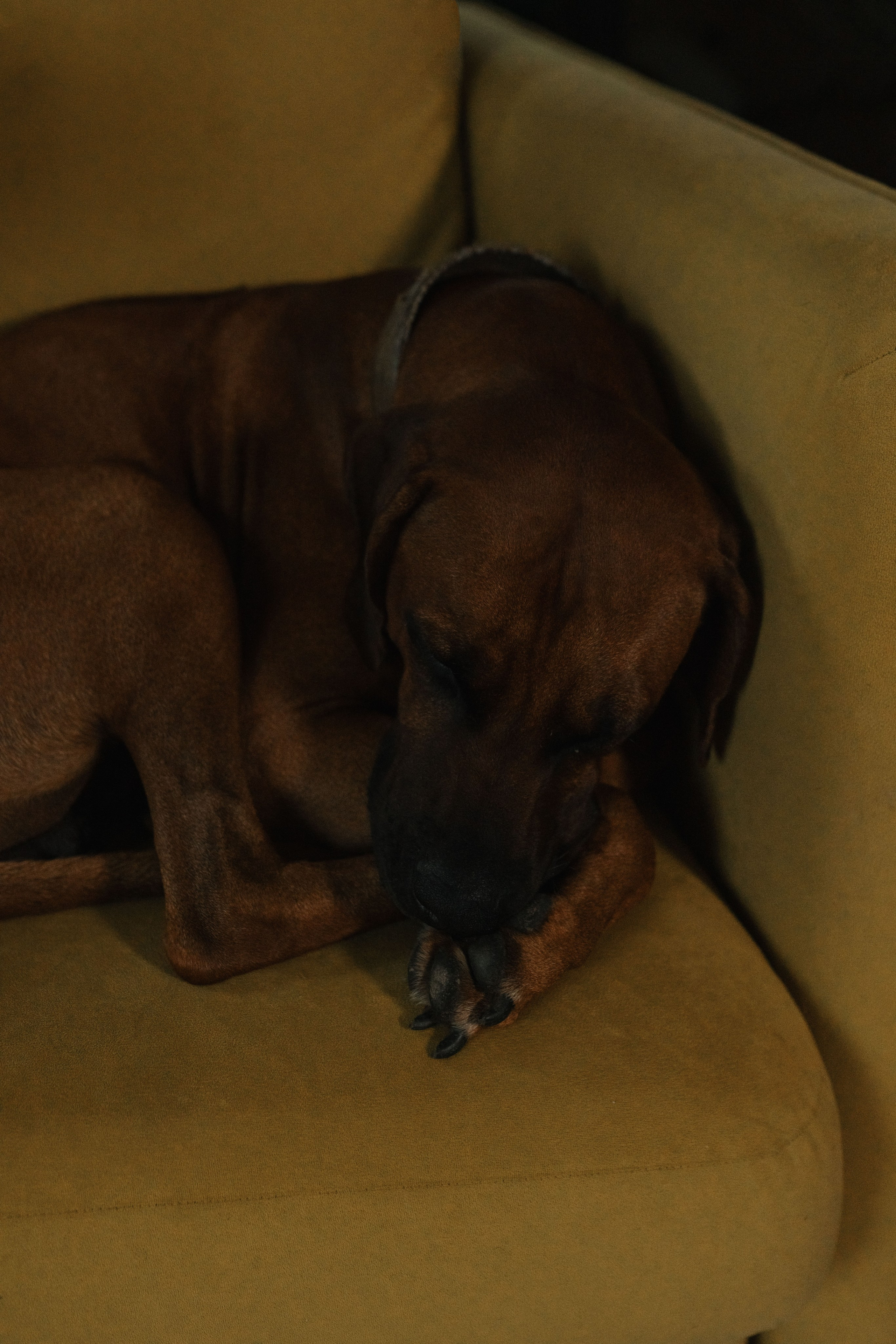 Вечер воспоминаний. Семейный фотограф в Москве Анастасия Скоголева