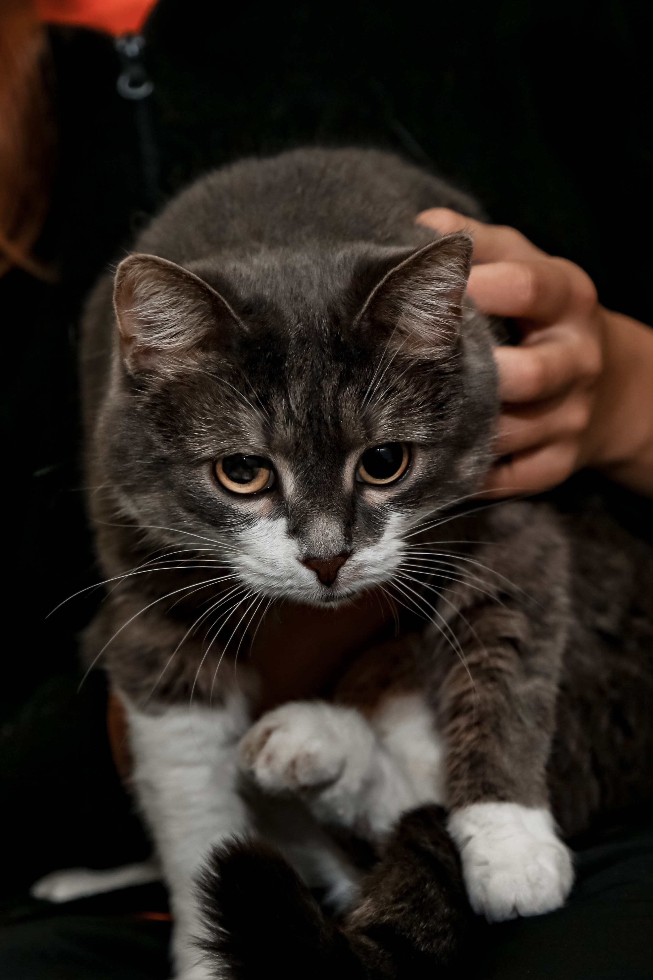 Приют Кошкин Дом Филимоша. Ваш фотограф в Оренбурге Рощупкина Екатерина