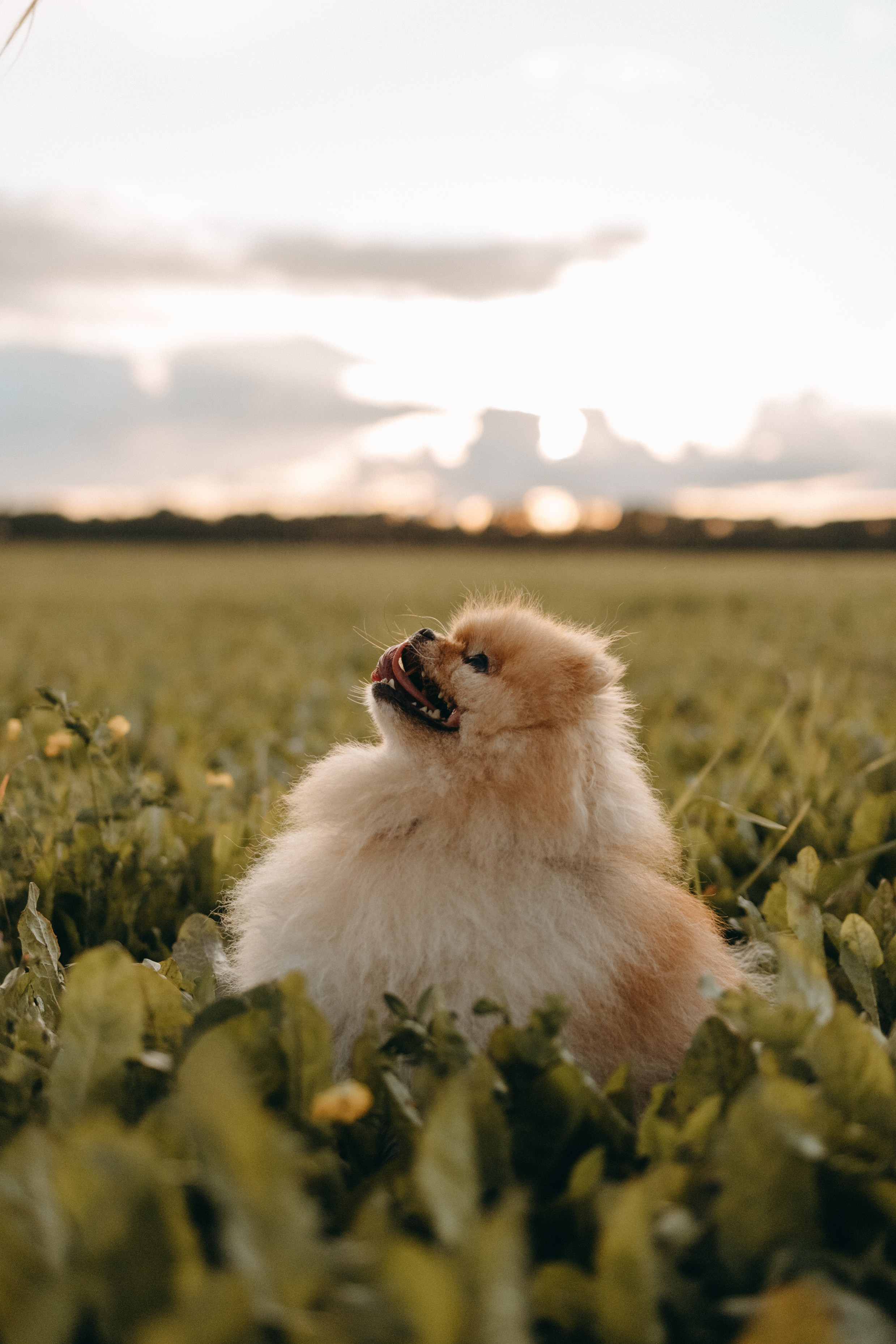 Стив и его семья. Фотограф — Анималист | Санкт-Петербург