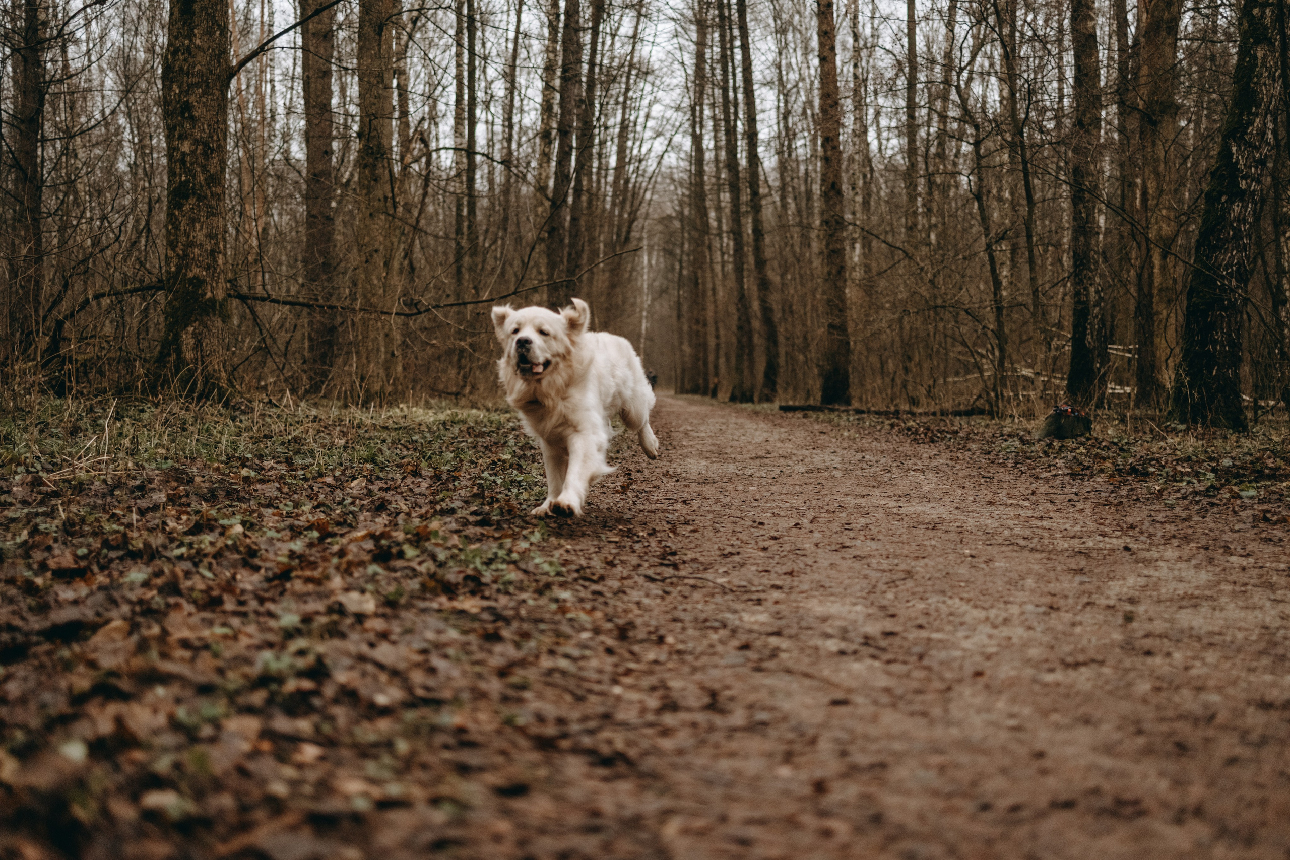 Лаки и его семья. Фотограф — Анималист | Санкт-Петербург