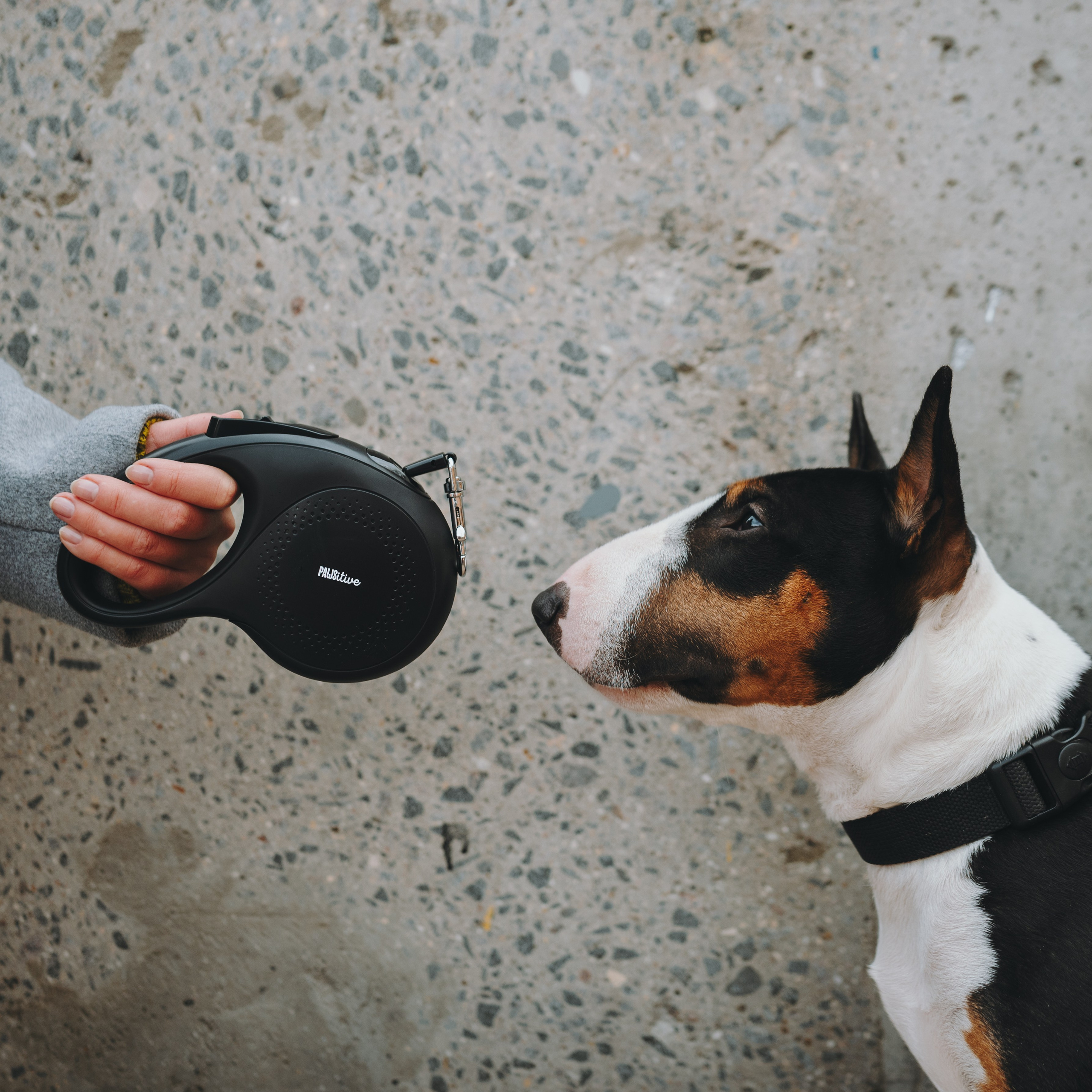 Pawsitive. Семейный фотограф анималист Ананьева Мария — Москва