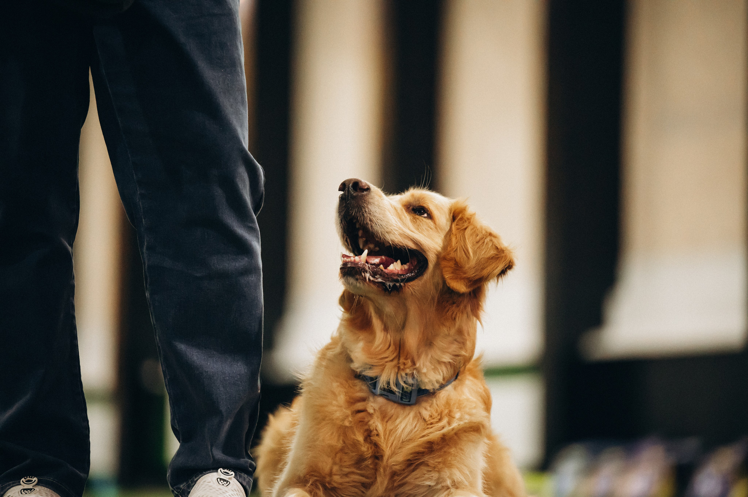 Обидиенс. Семейный фотограф анималист Ананьева Мария — Москва