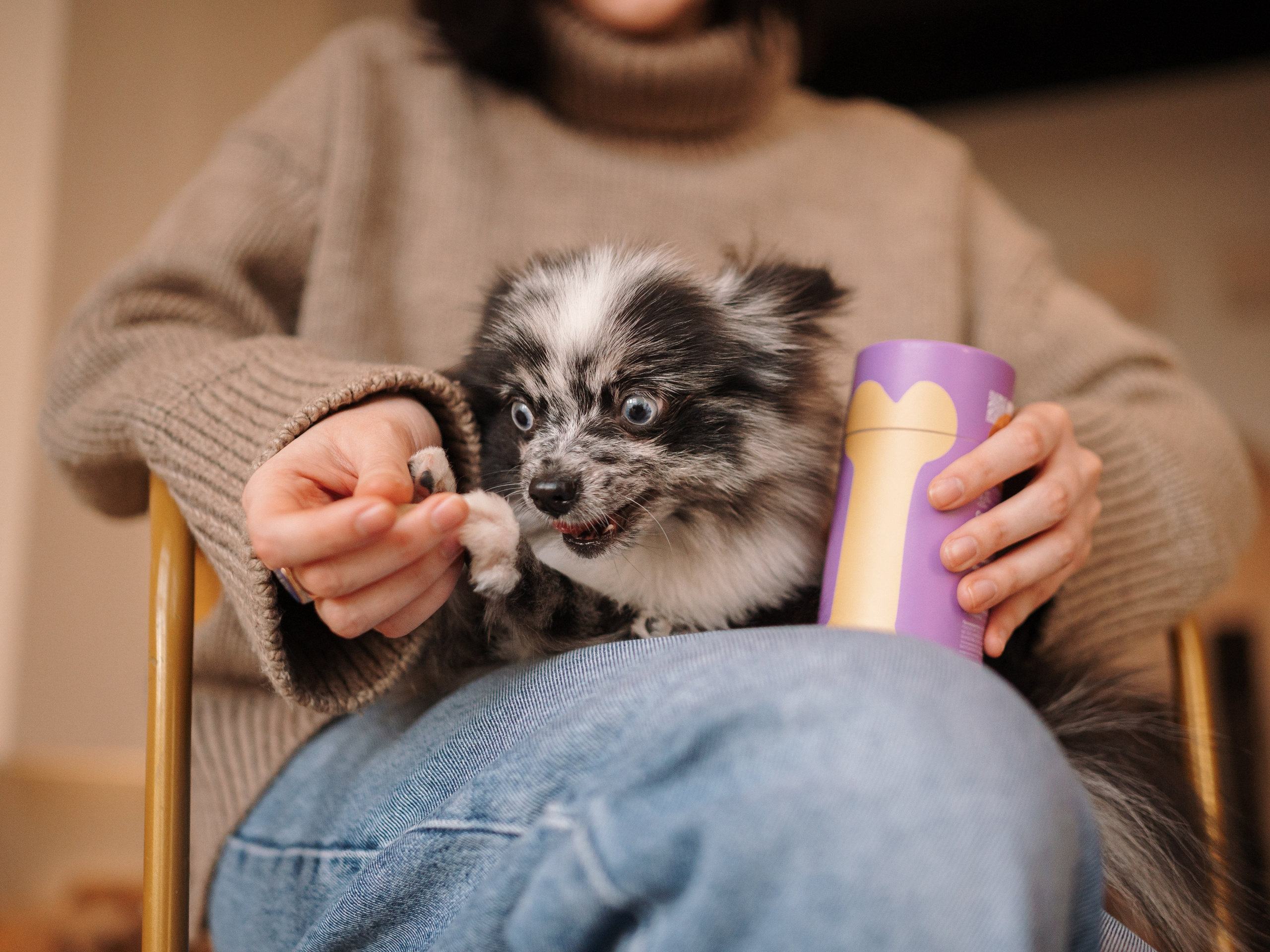 Cosmodog. Миски и лакомства. Семейный фотограф анималист Ананьева Мария — Москва