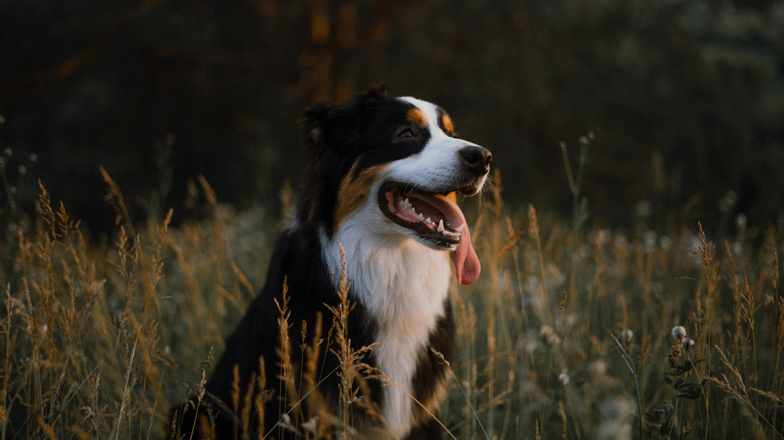 Яна и Уга. Фотограф-анималист Богданова Полина