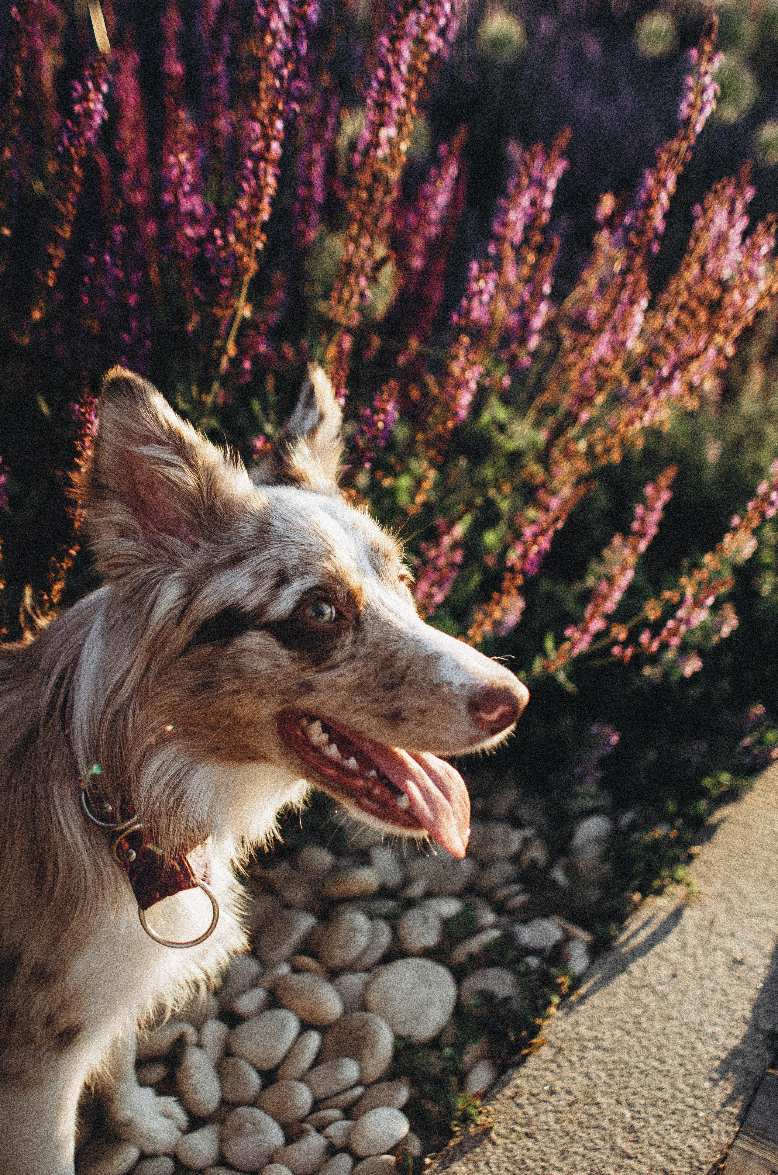 Аня и Дэймон. Фотограф-анималист Богданова Полина