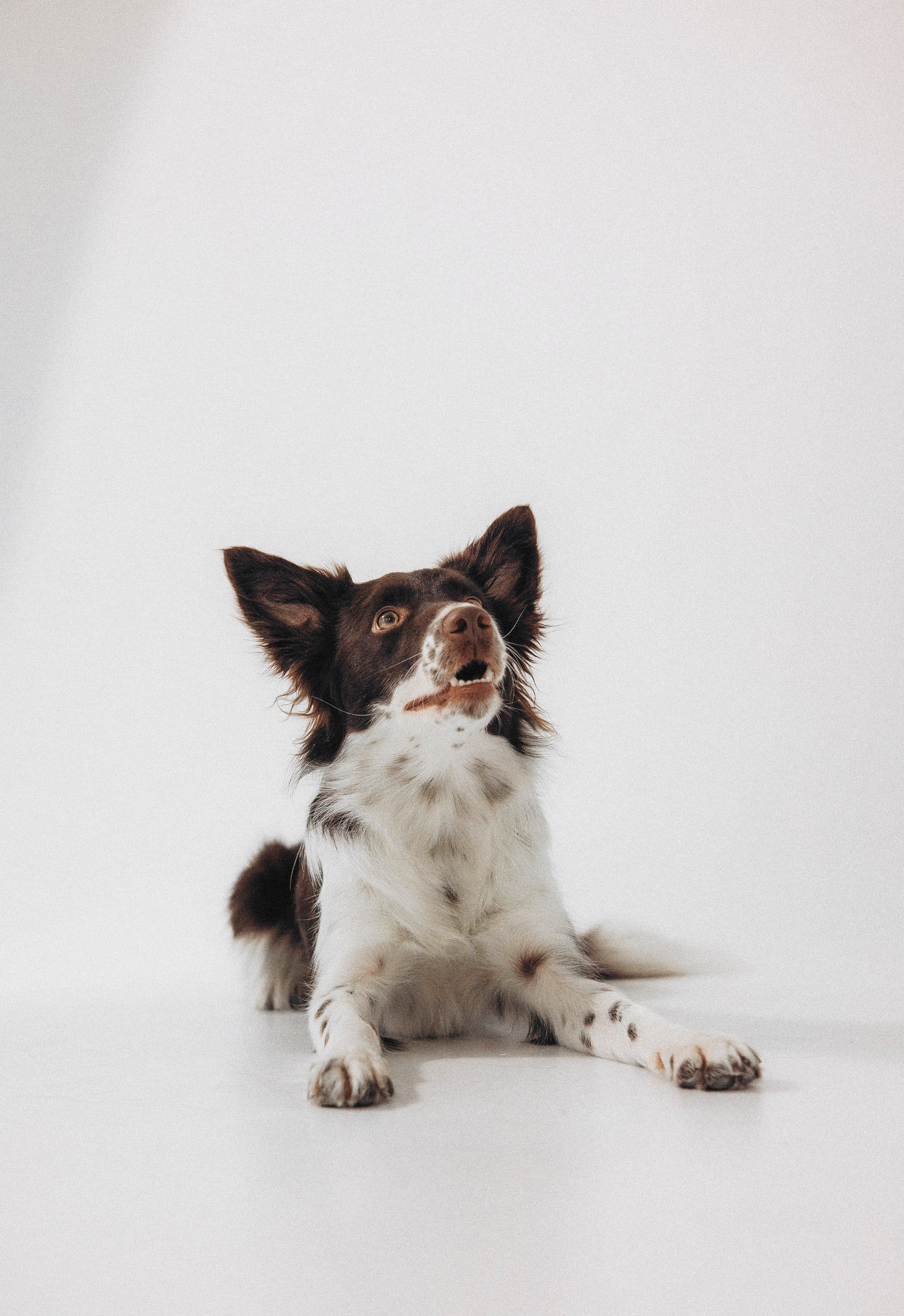 Алена и Гвендолин. Фотограф-анималист Богданова Полина