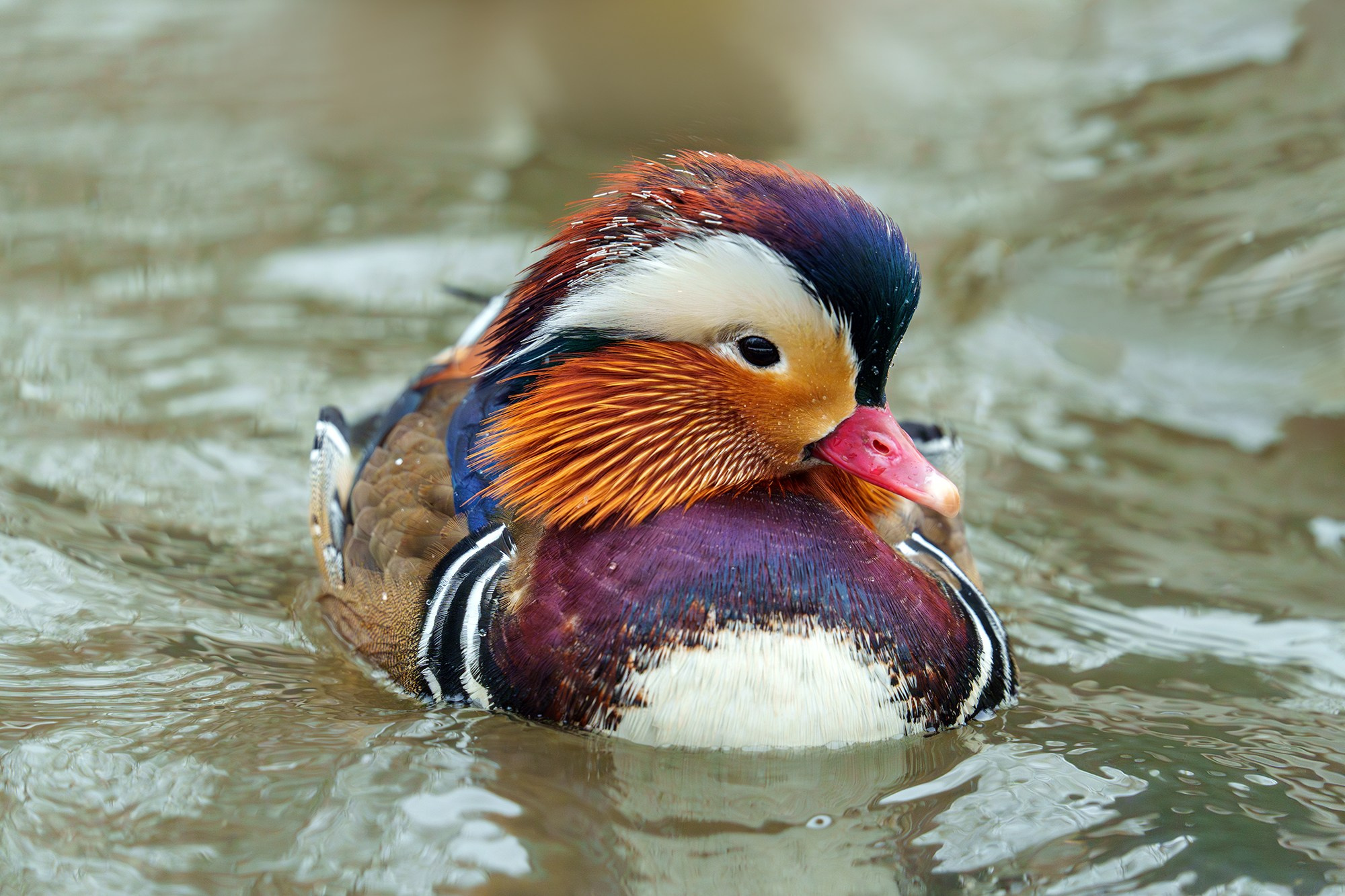 Удивительные мир птиц. Вокруг нас столько прекрасного — присмотритесь!. Ваш личный фотограф Марина Волкова