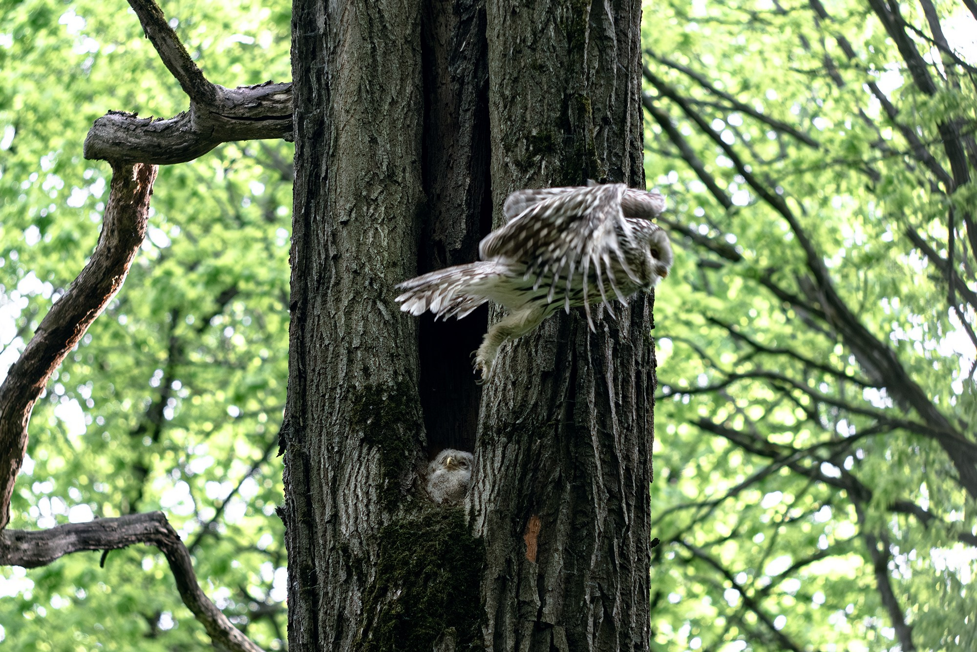 Удивительные мир птиц. Вокруг нас столько прекрасного — присмотритесь!. Ваш личный фотограф Марина Волкова