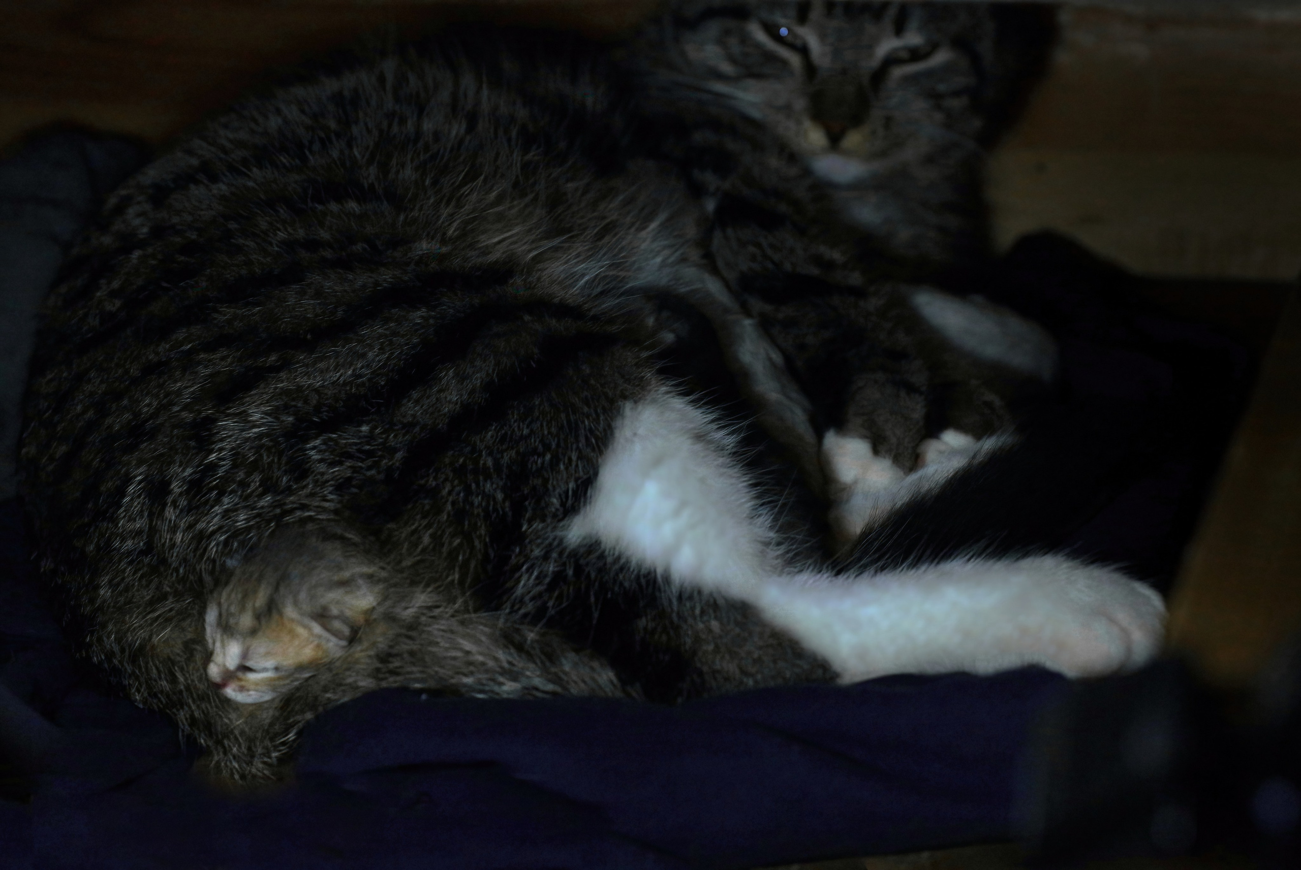 Котятам 1 день. Вадим Шейдин