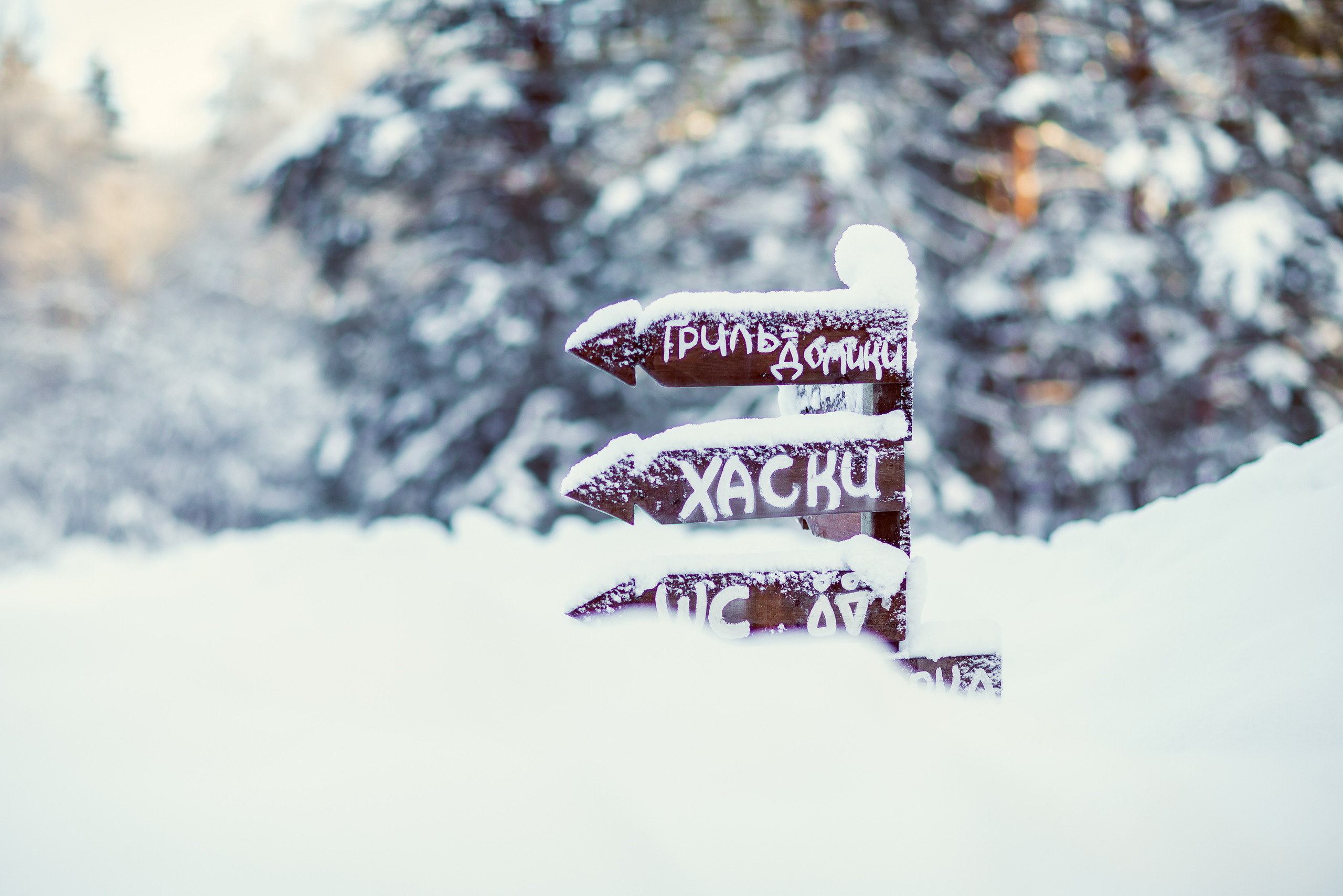 Зимняя фотосессия с Хаски. Репортажный, семейный, свадебный фотограф Санкт-Петербург Ольга Лесюк