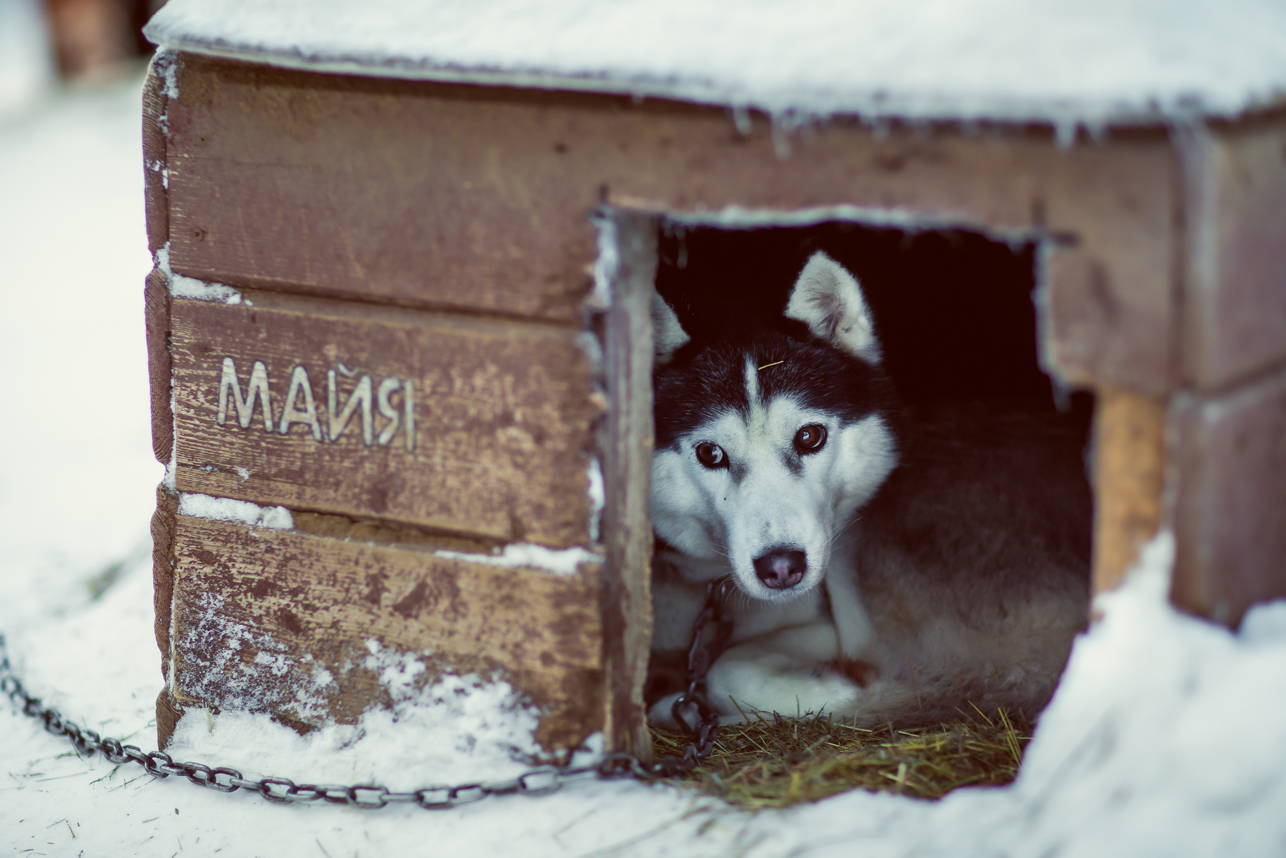 Зимняя фотосессия с Хаски. Репортажный, семейный, свадебный фотограф Санкт-Петербург Ольга Лесюк