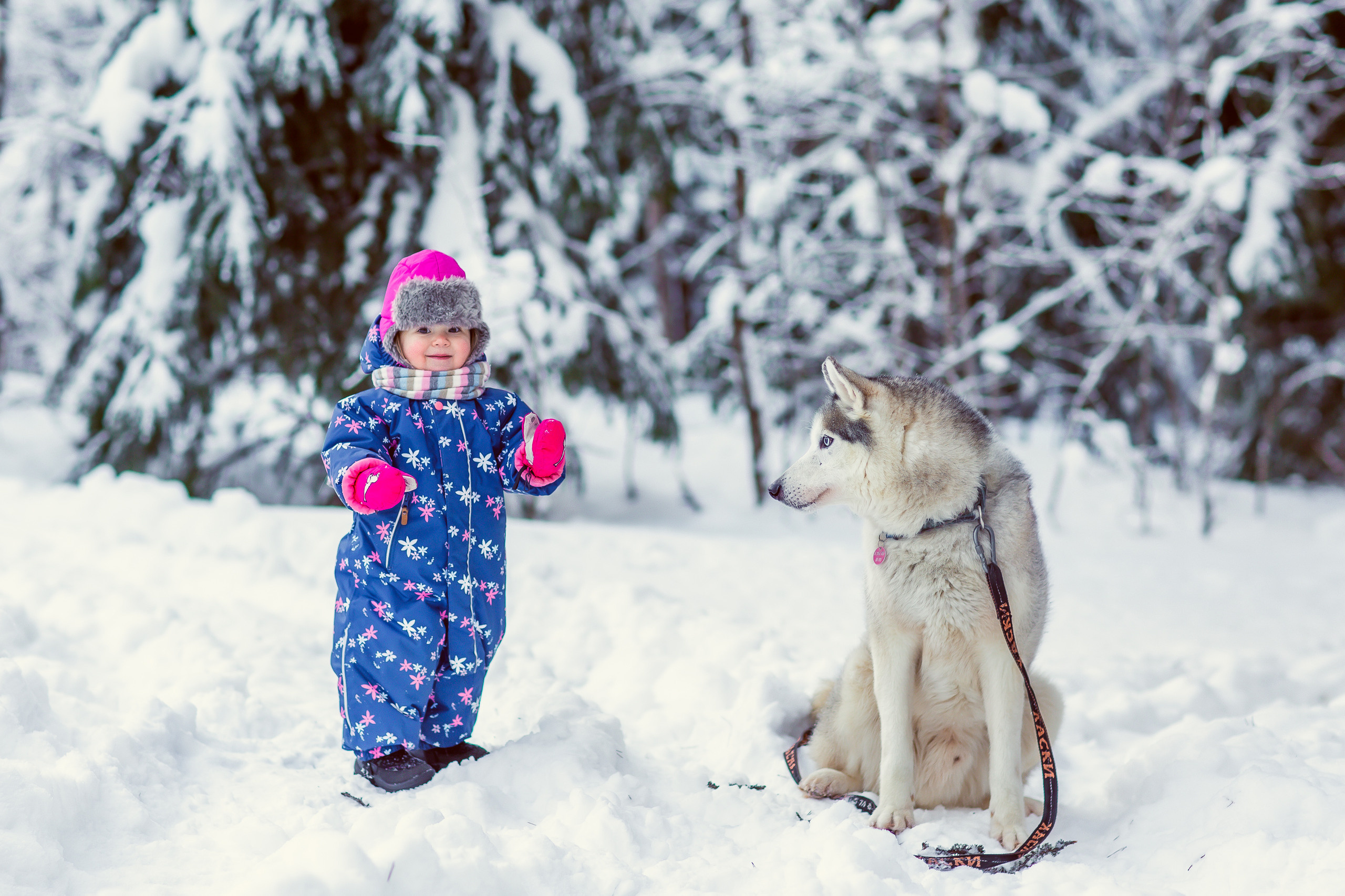 Зимняя фотосессия с Хаски. Репортажный, семейный, свадебный фотограф Санкт-Петербург Ольга Лесюк