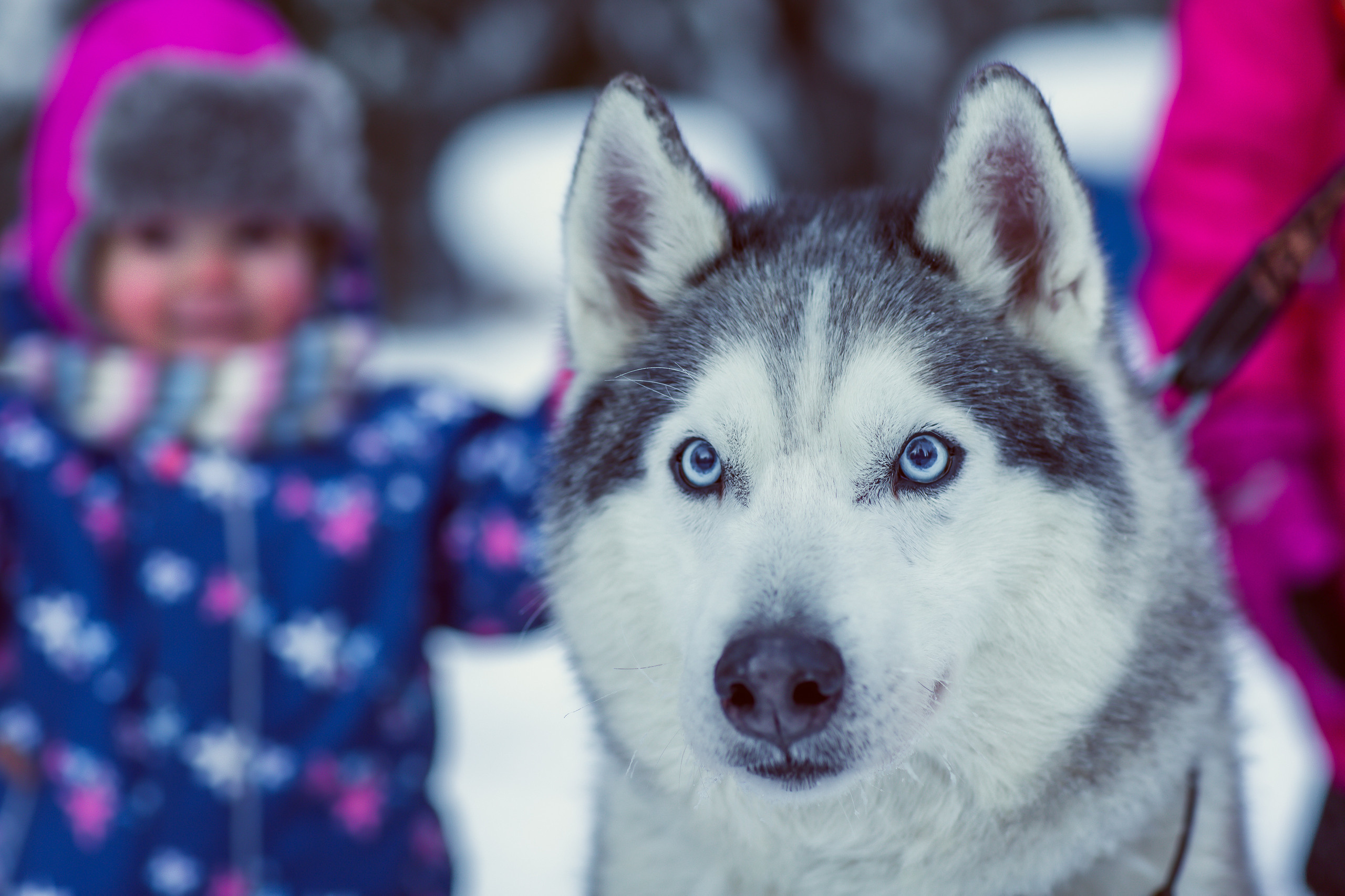 Зимняя фотосессия с Хаски. Репортажный, семейный, свадебный фотограф Санкт-Петербург Ольга Лесюк