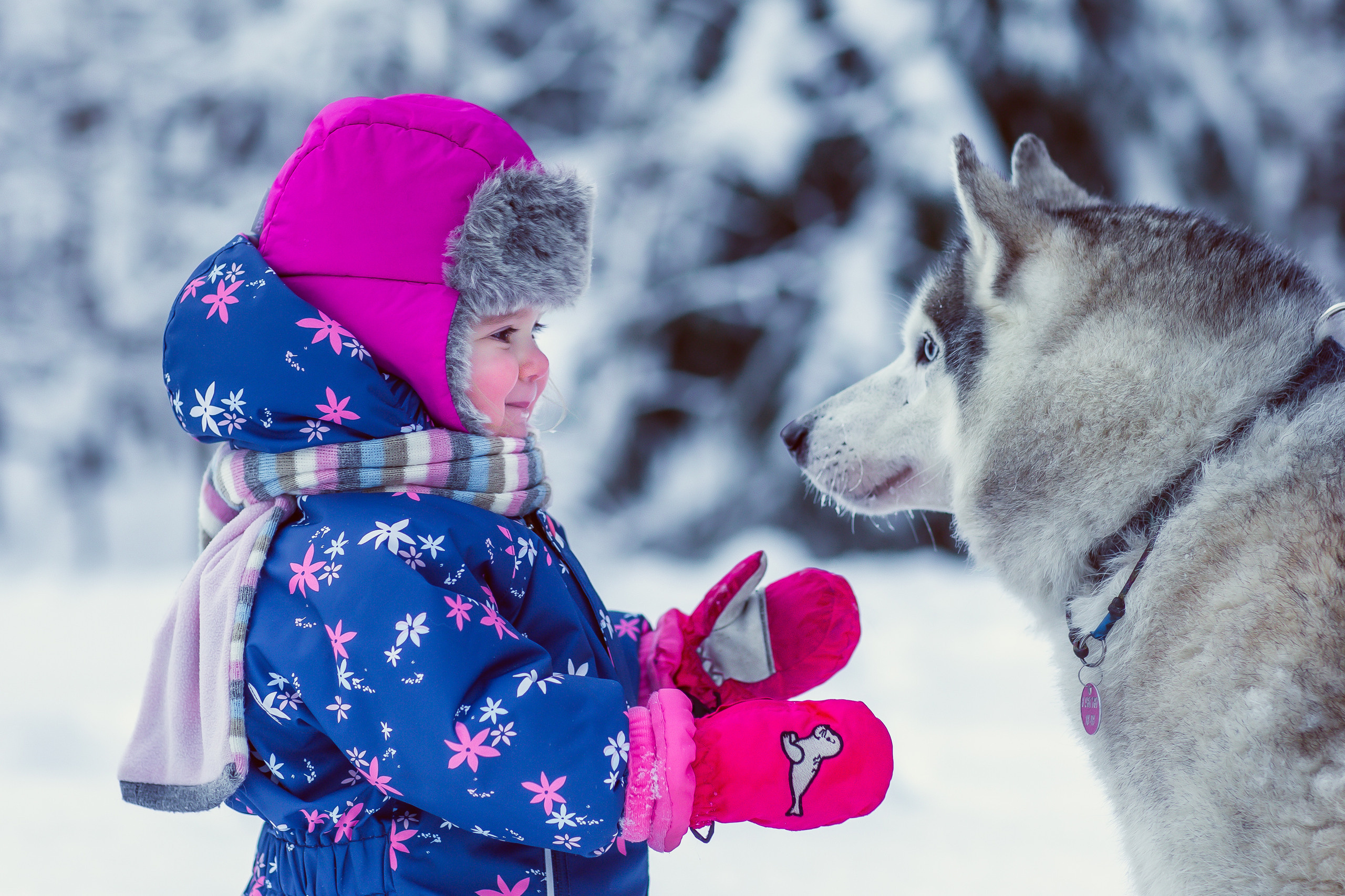 Зимняя фотосессия с Хаски. Репортажный, семейный, свадебный фотограф Санкт-Петербург Ольга Лесюк