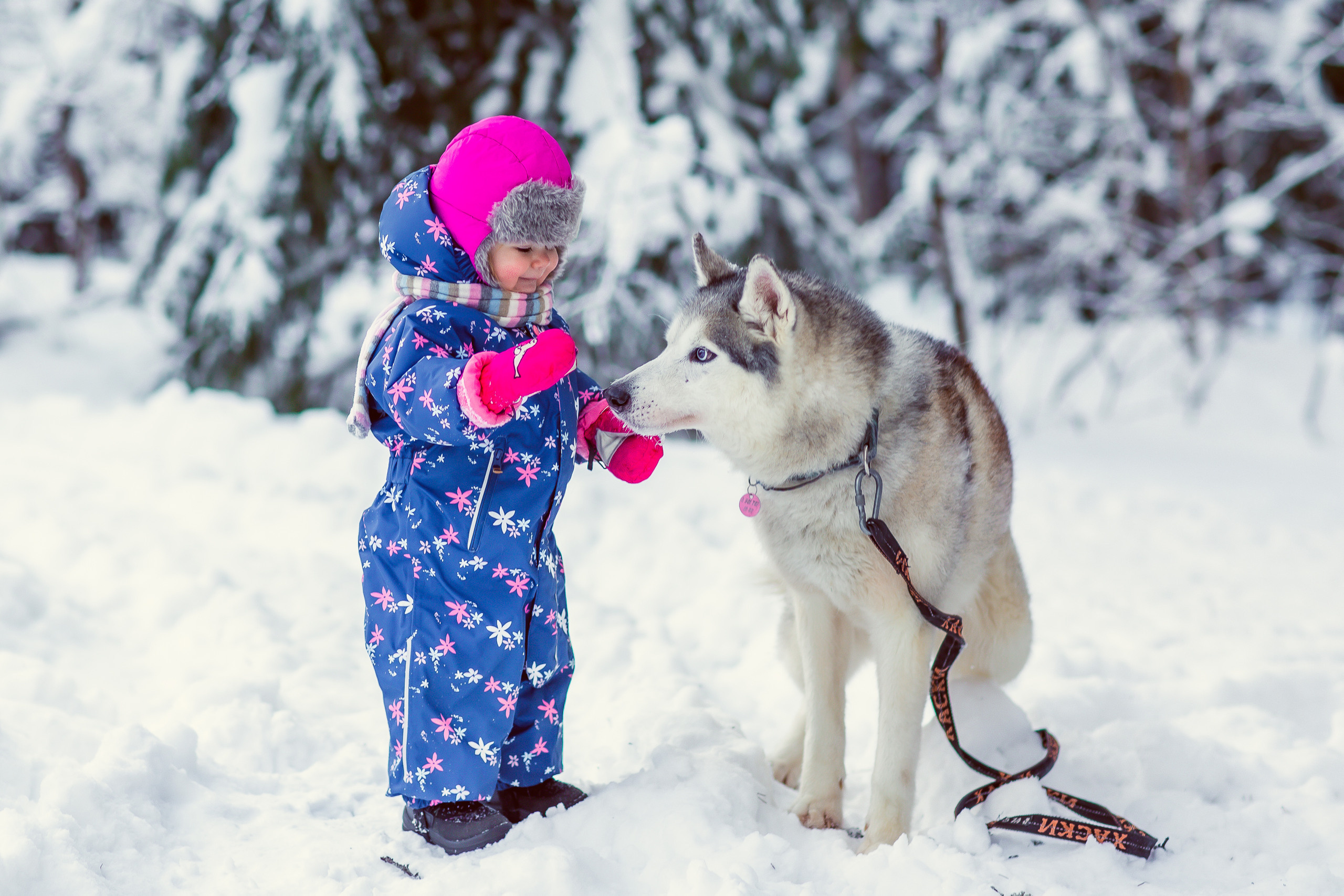 Зимняя фотосессия с Хаски. Репортажный, семейный, свадебный фотограф Санкт-Петербург Ольга Лесюк
