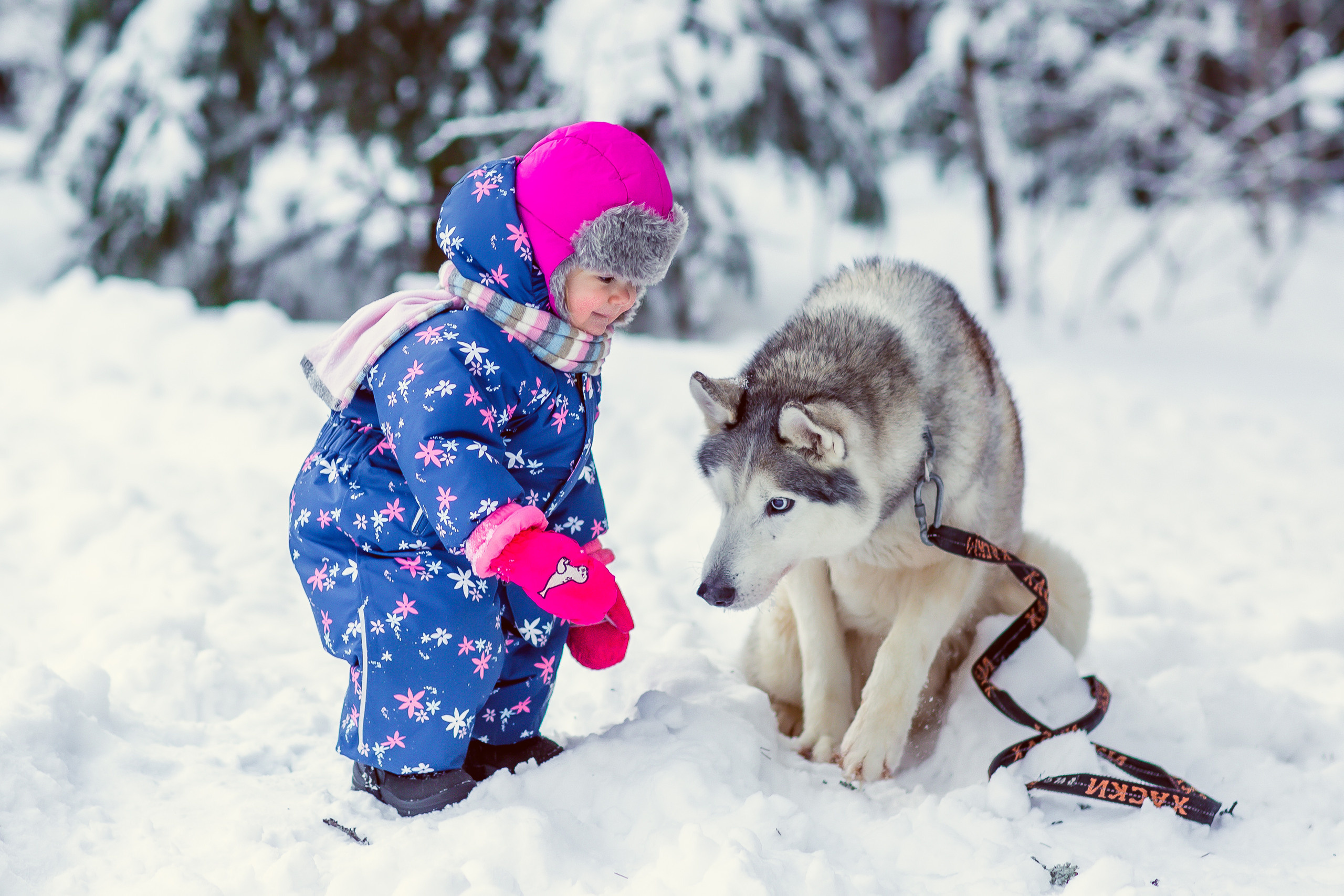 Зимняя фотосессия с Хаски. Репортажный, семейный, свадебный фотограф Санкт-Петербург Ольга Лесюк