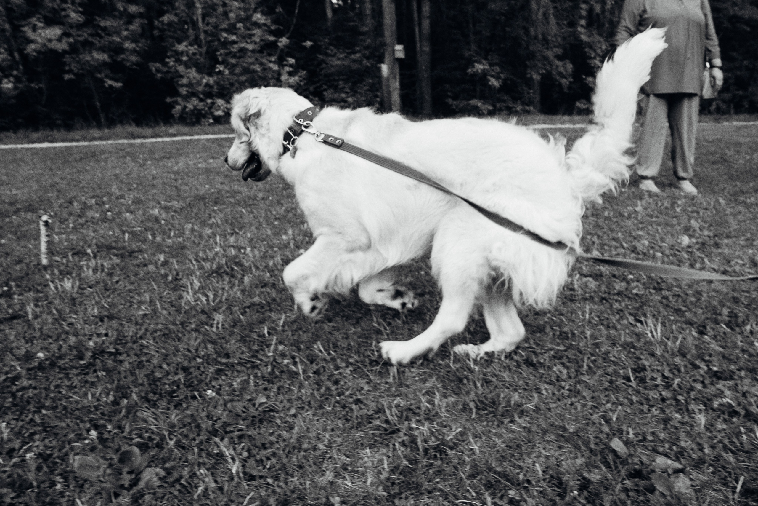 Светлана и Джесси. Фотограф и видеограф в Тюмени Екатерина Чернецкая