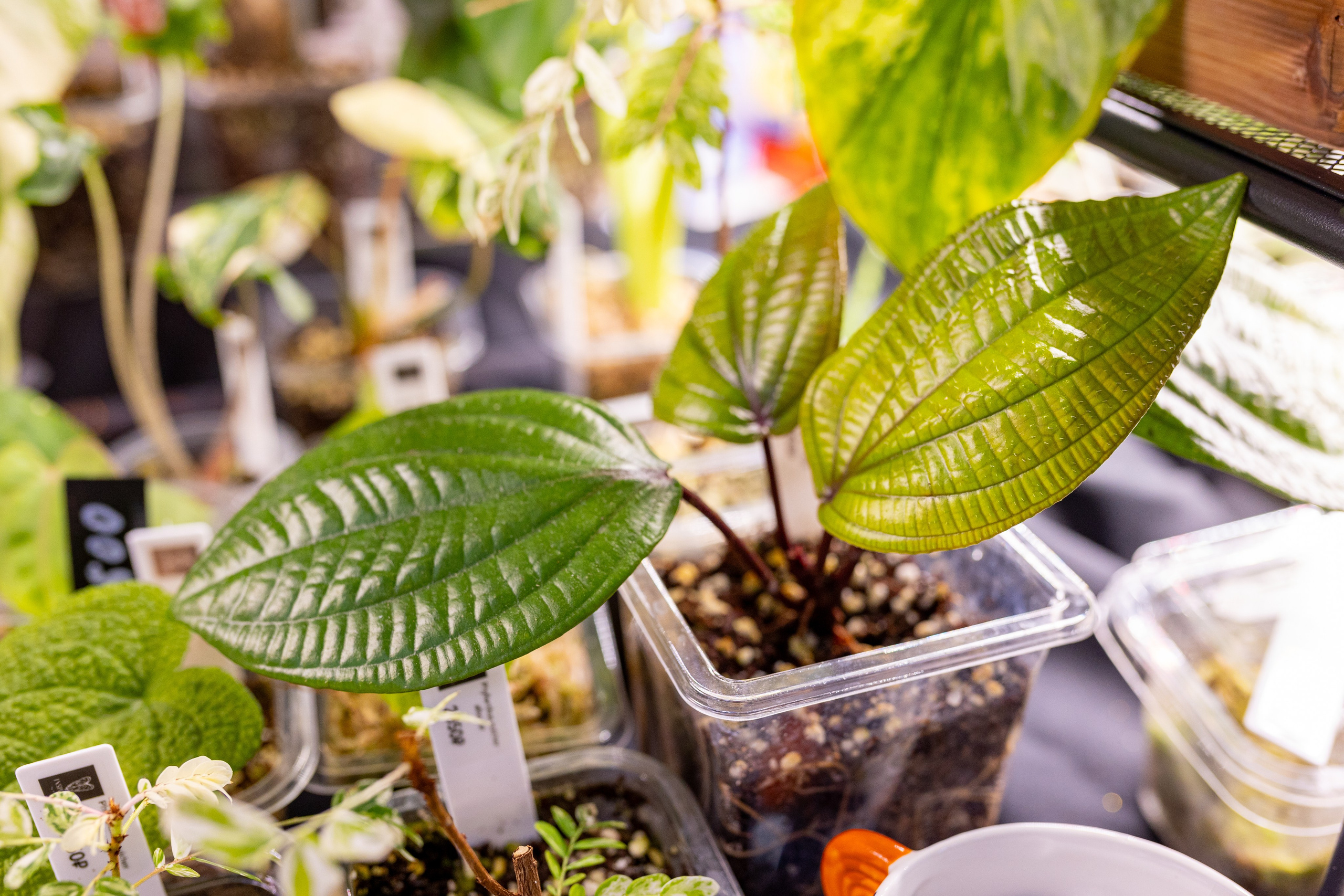 Орхидиум 12.2025. Александра Куликова фотограф, Москва