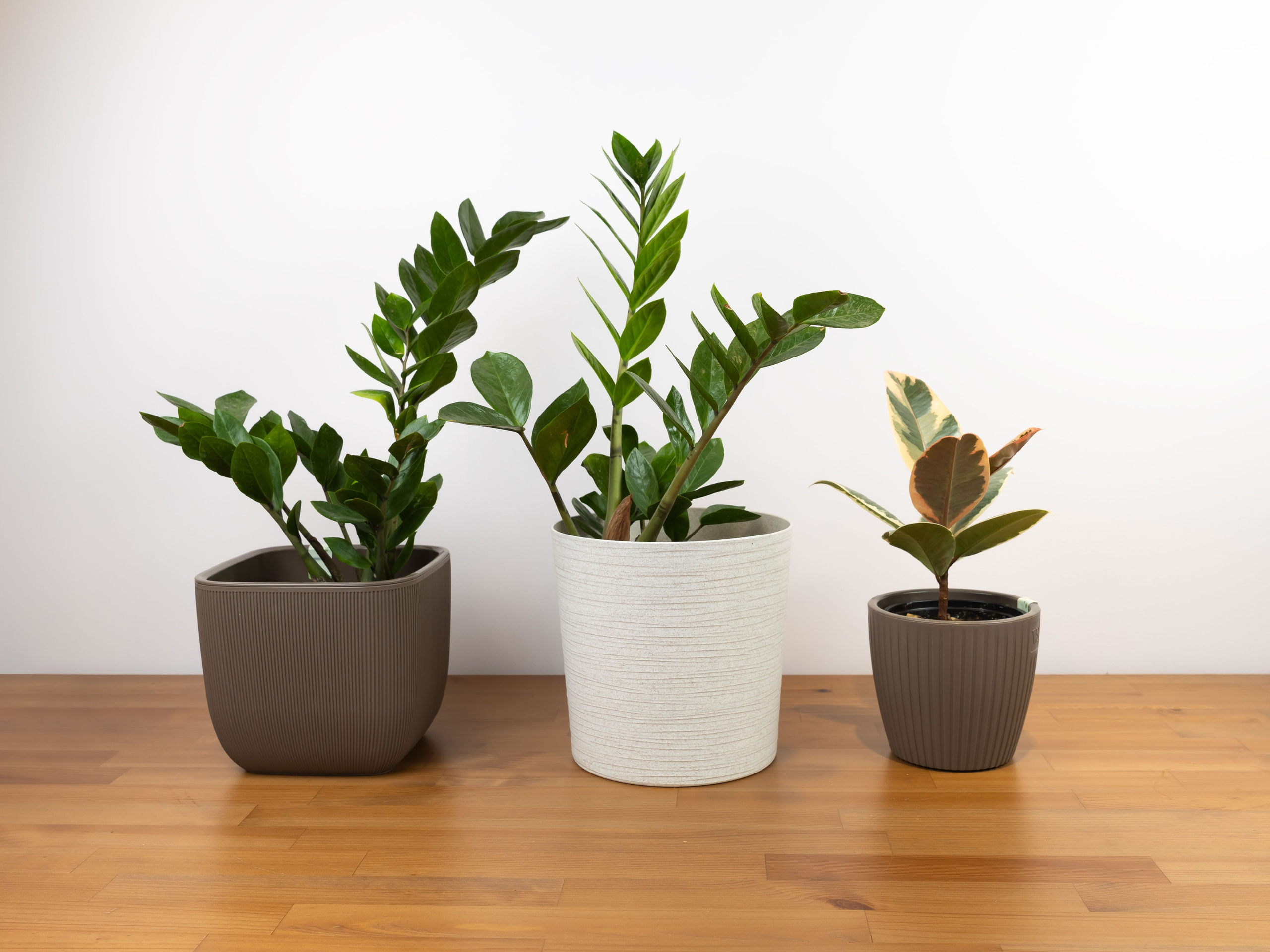 ЦВЕТЫ. ФОТОГРАФ ВИНОГРАДОВА ДАРЬЯ